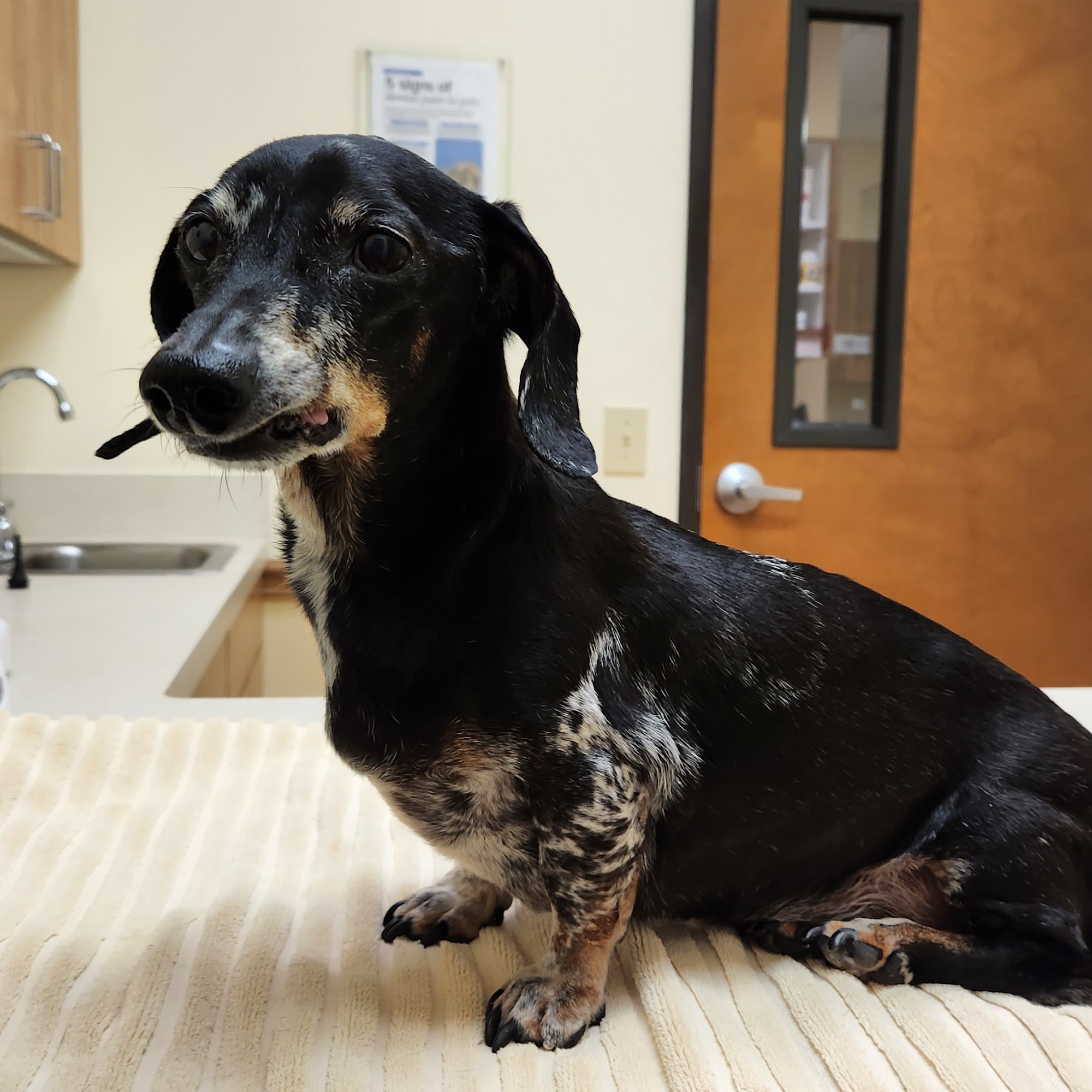 Riverchase Animal Hospital Coppell