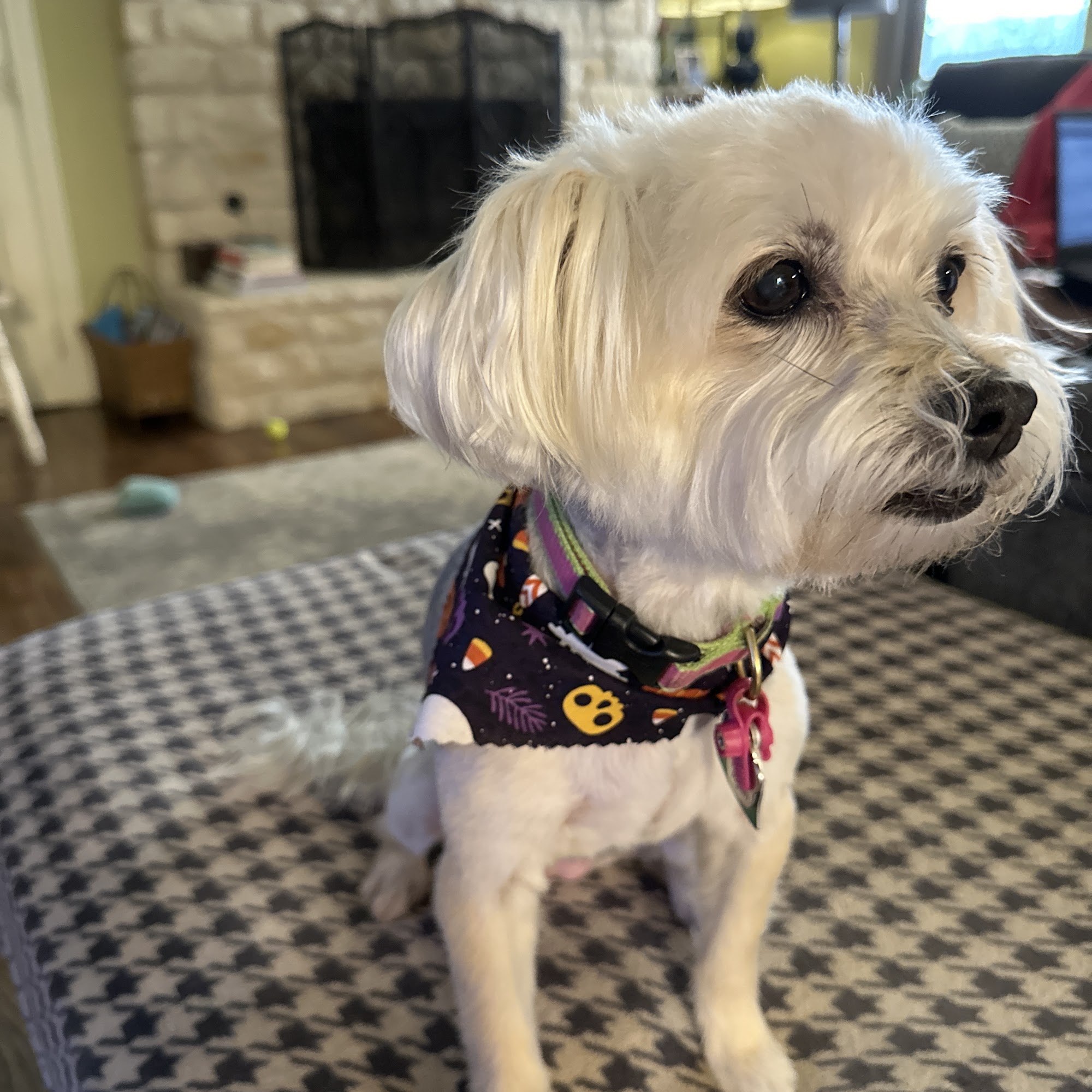 Splash and Dash Groomerie & Boutique Coppell