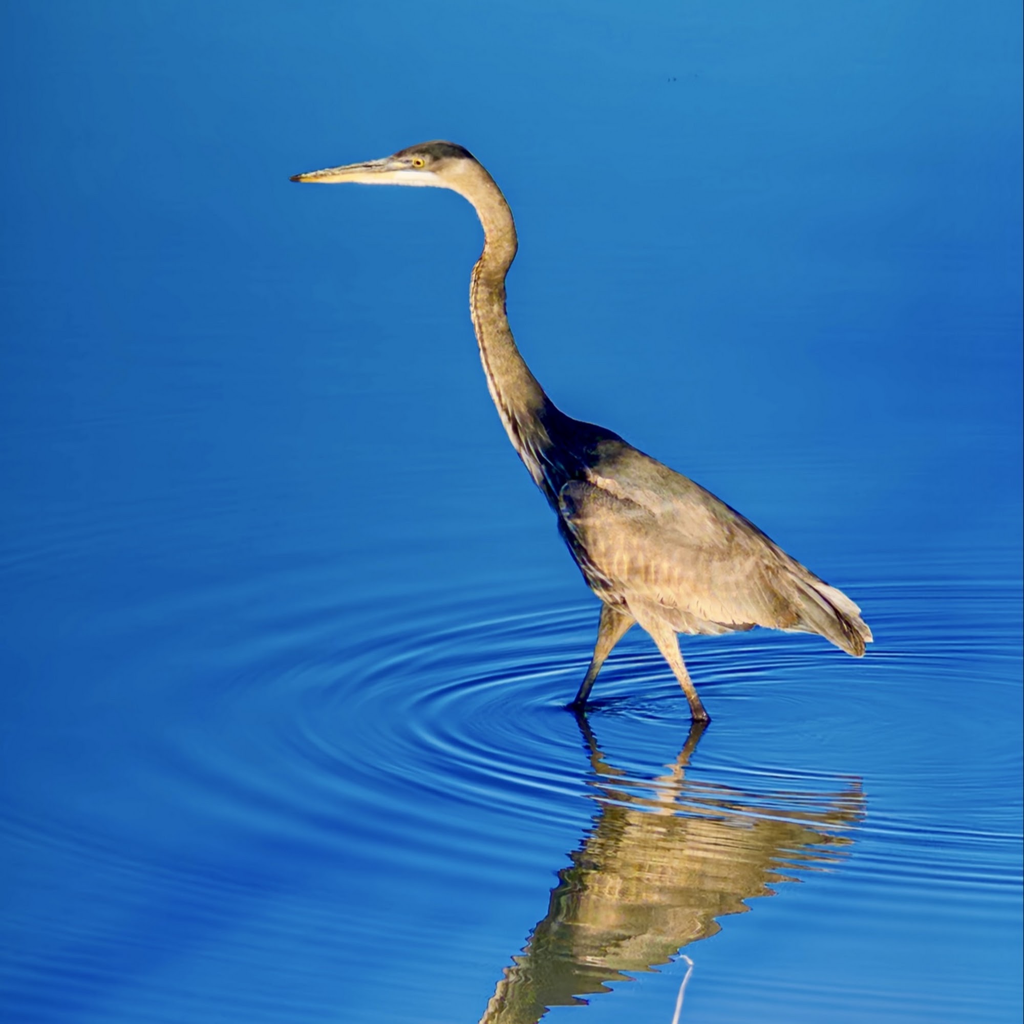 Cypress Waters Coppell