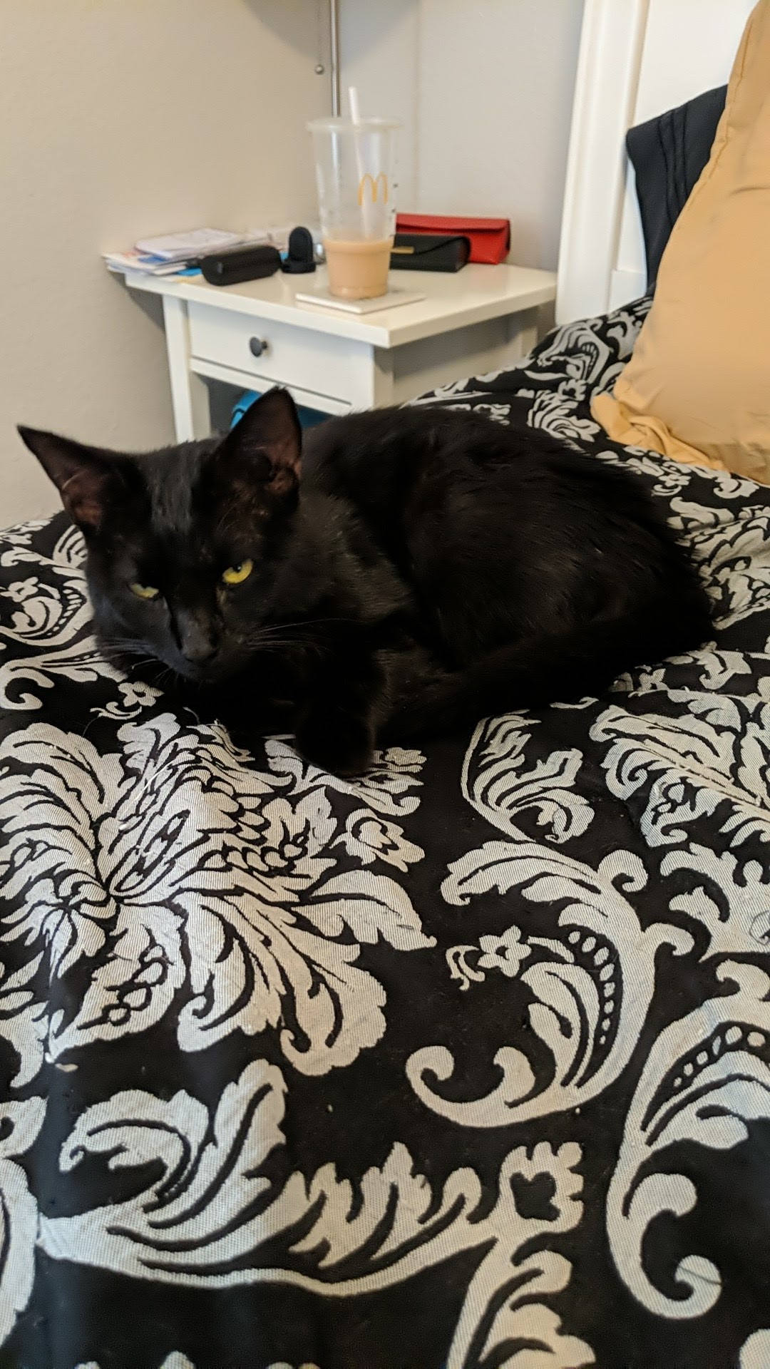 The City of Coppell Animal Services Coppell