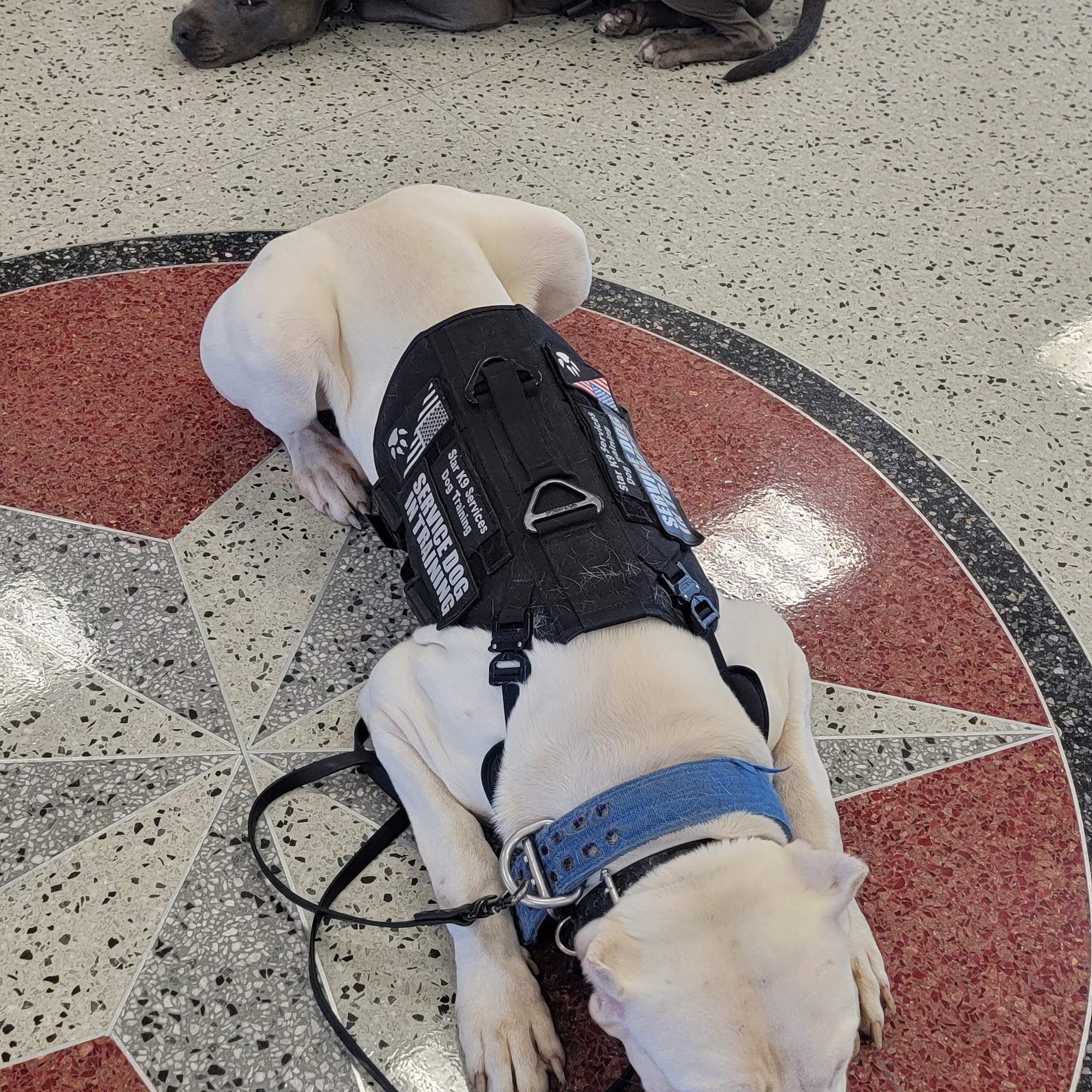 Star K9 Services LLC Copperas Cove