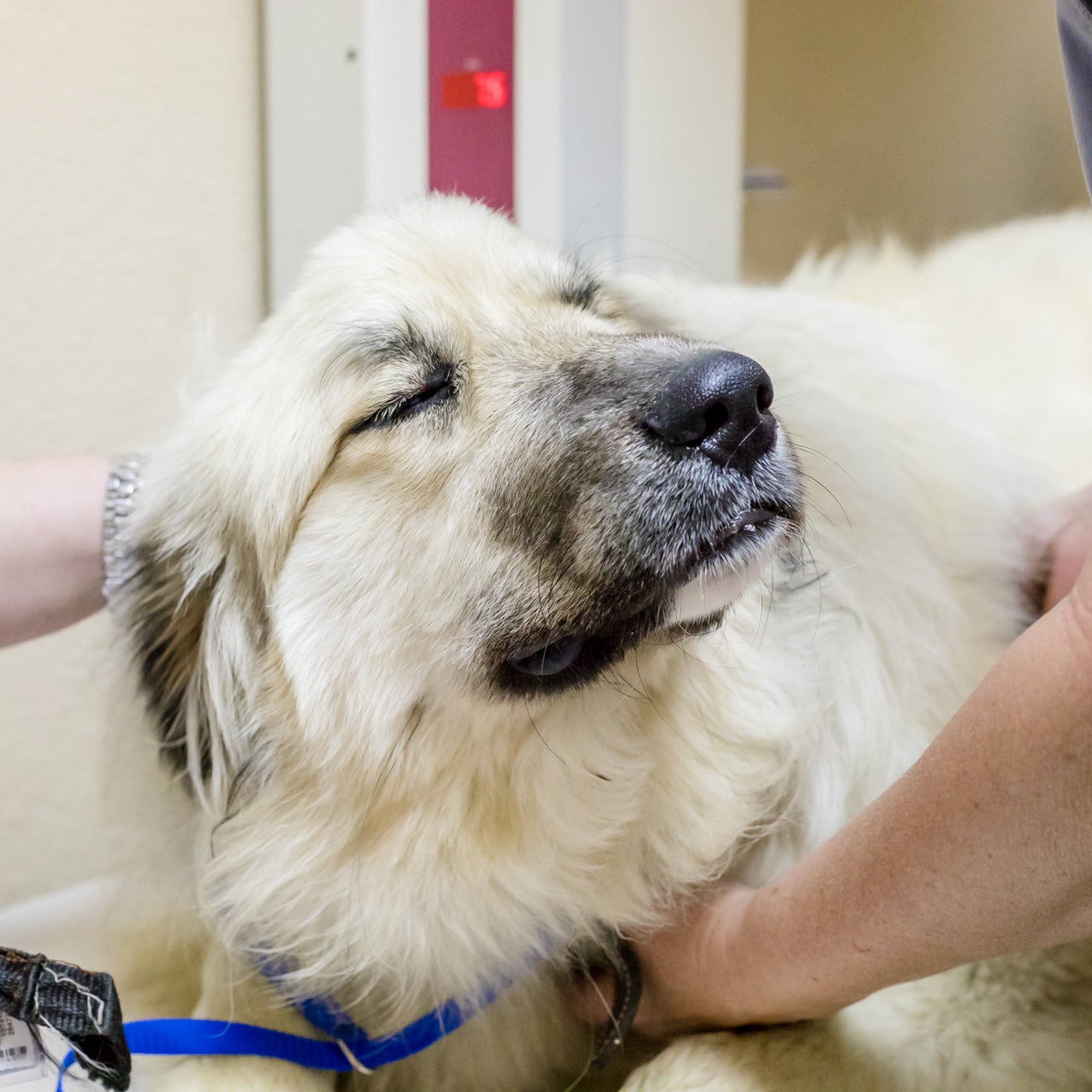 Corinth Animal Hospital Corinth