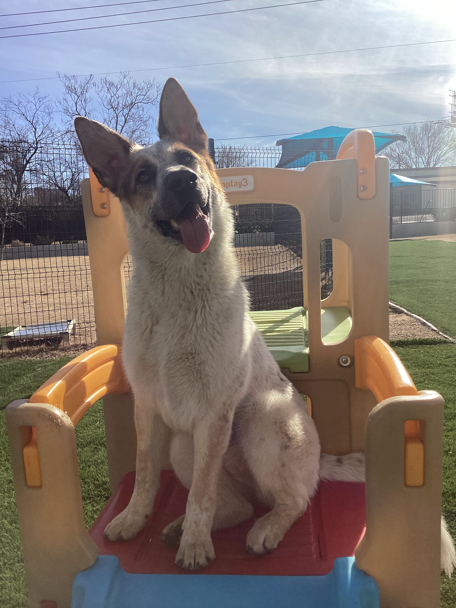 Doggie's Wonderland Corinth