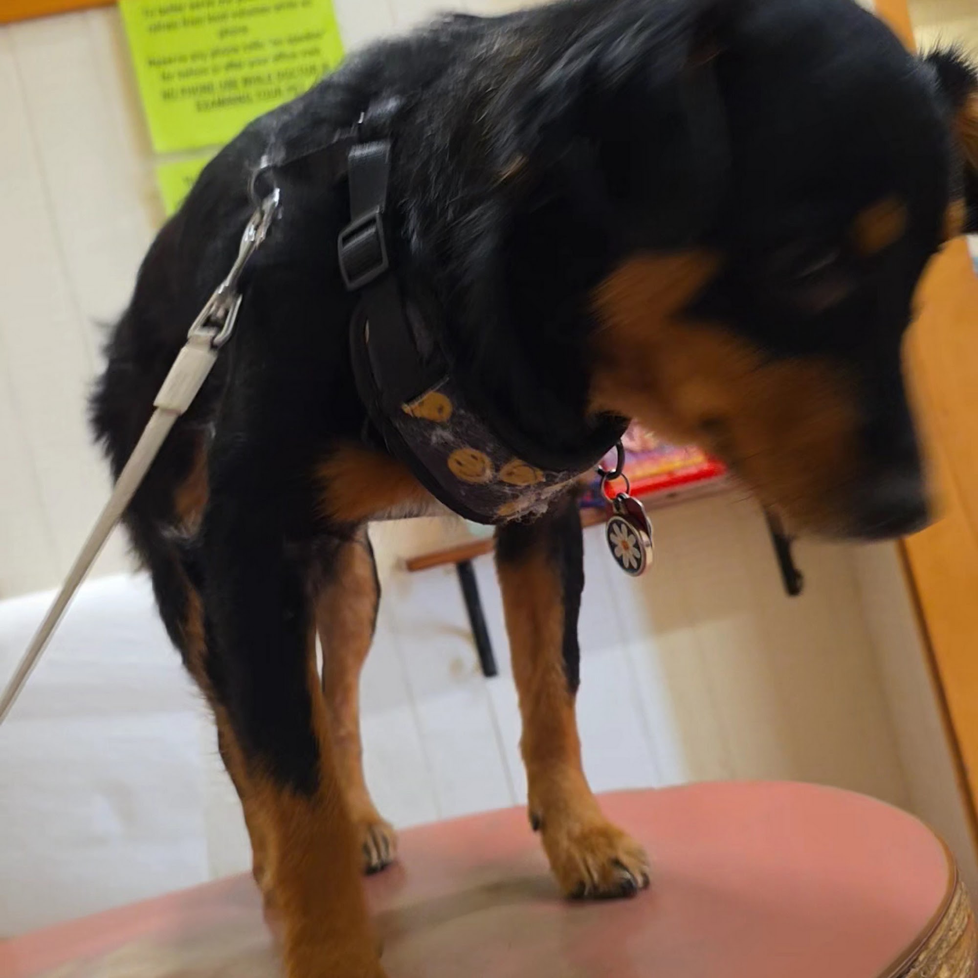 Baldwin & Crosstown Animal Clinic Corpus Christi