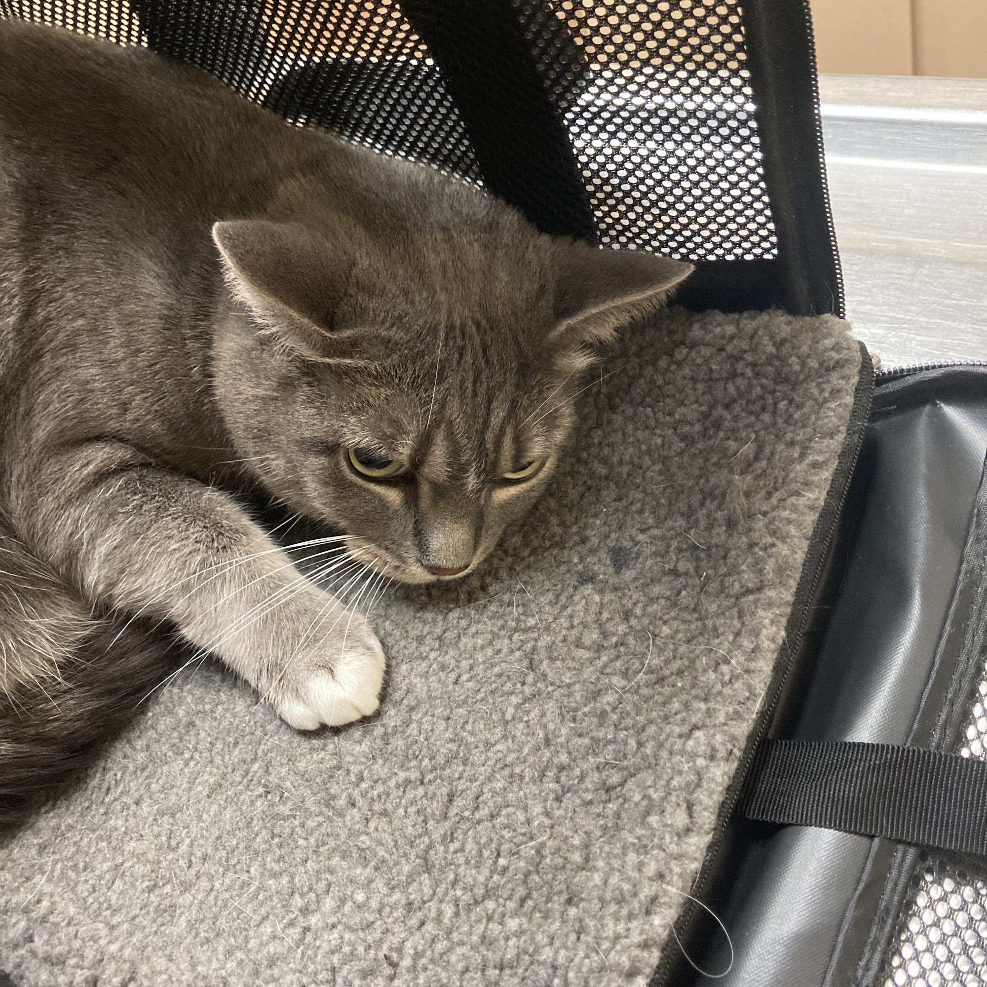 Doddridge Animal Clinic Corpus Christi