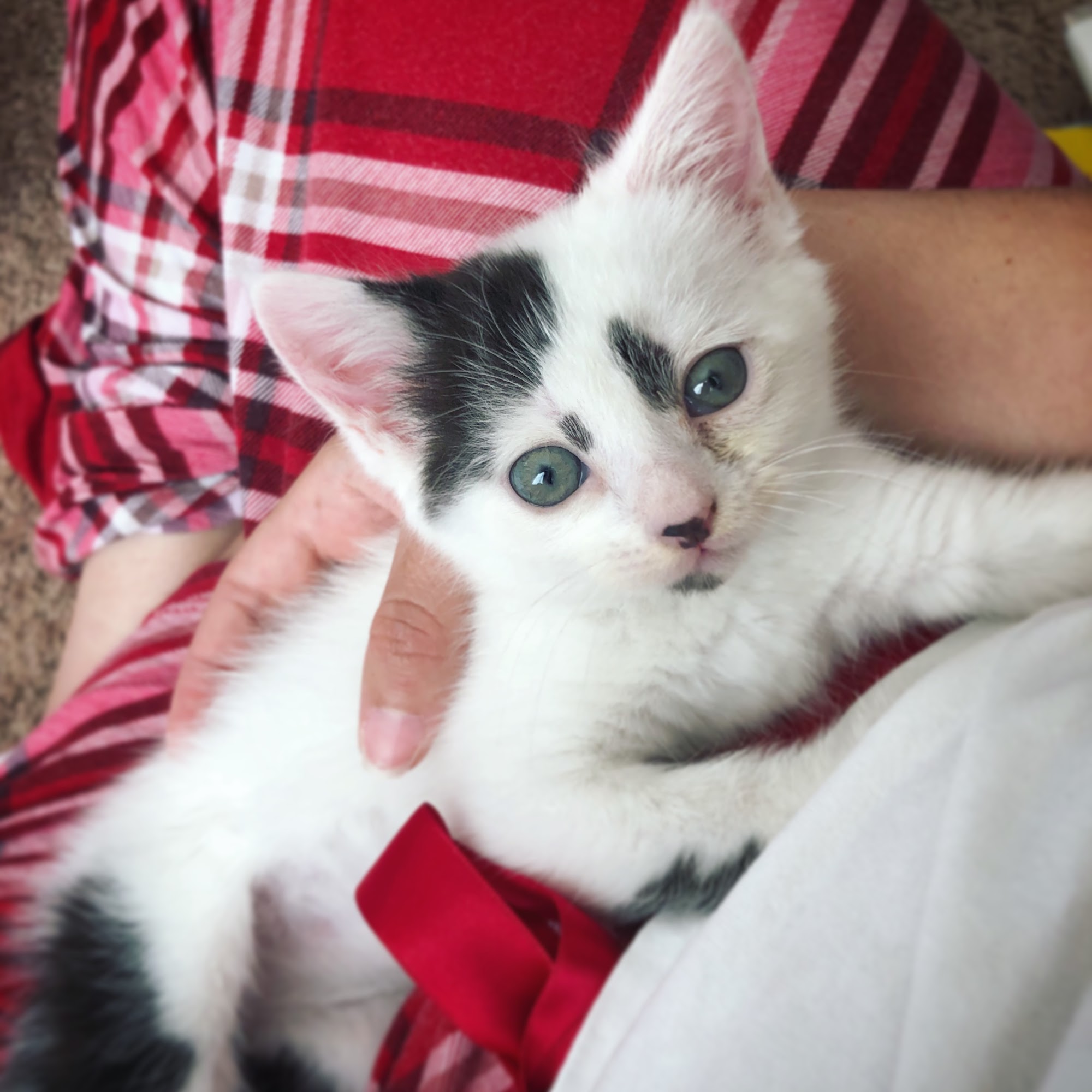 Dr. Moody Foy Harley DVM Corpus Christi