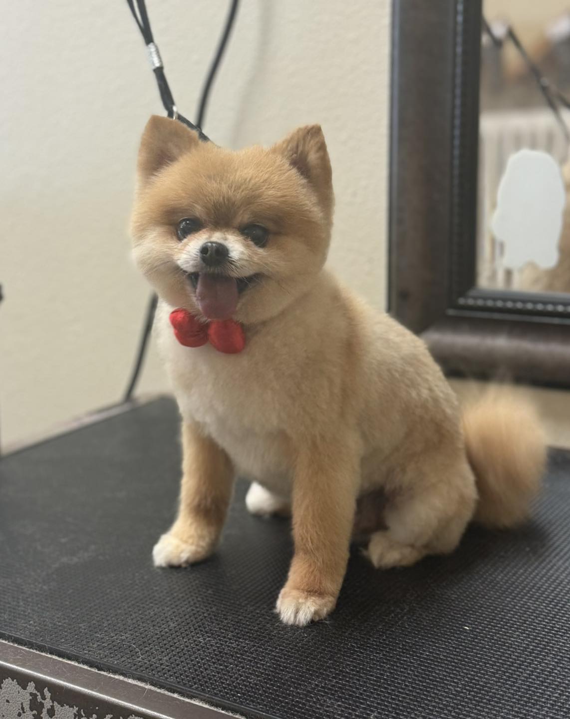 FANCY PAWS Dog Grooming Corpus Christi Texas Corpus Christi