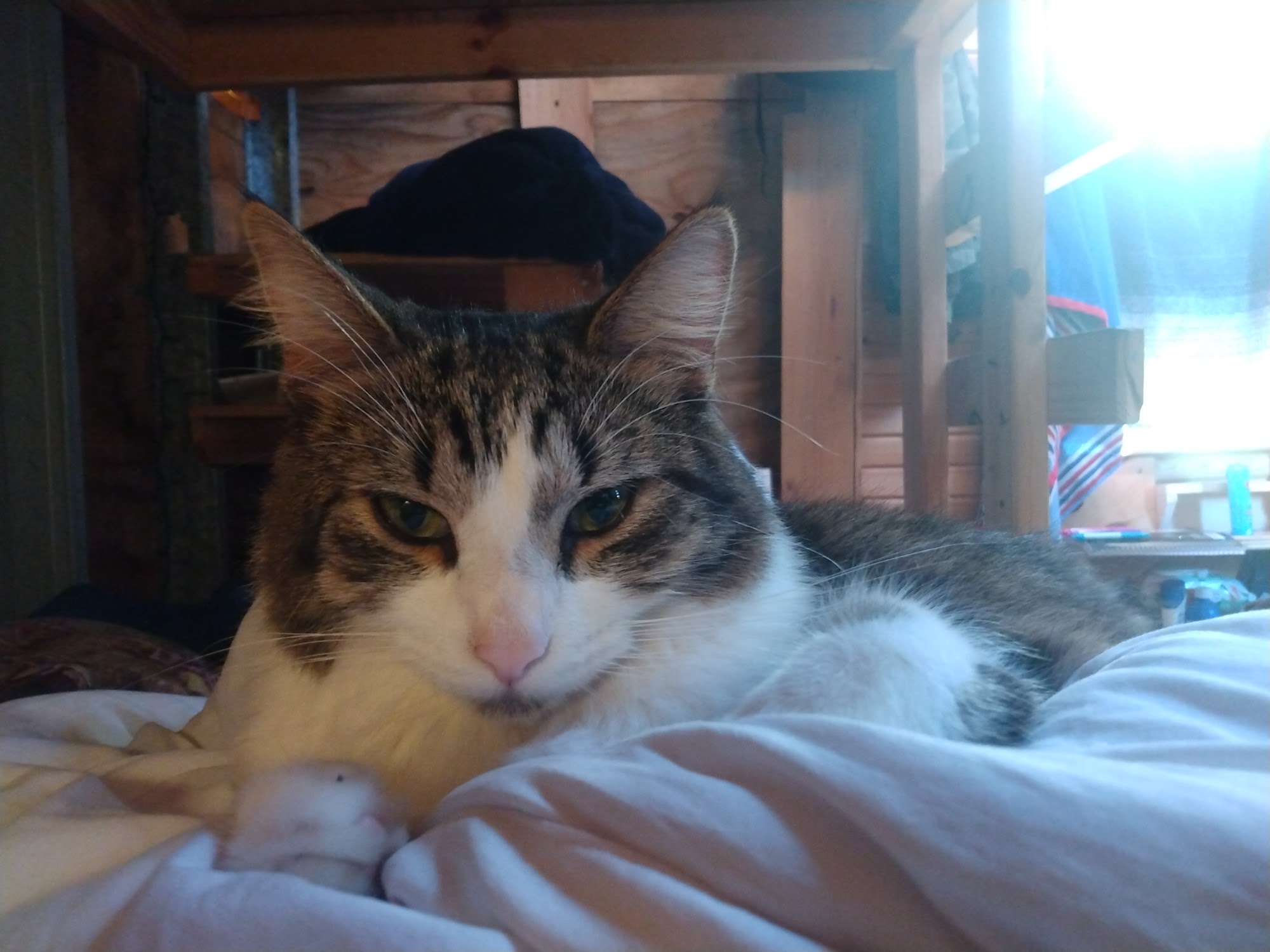 Edgar And Ivy's Cat Sanctuary Corpus Christi