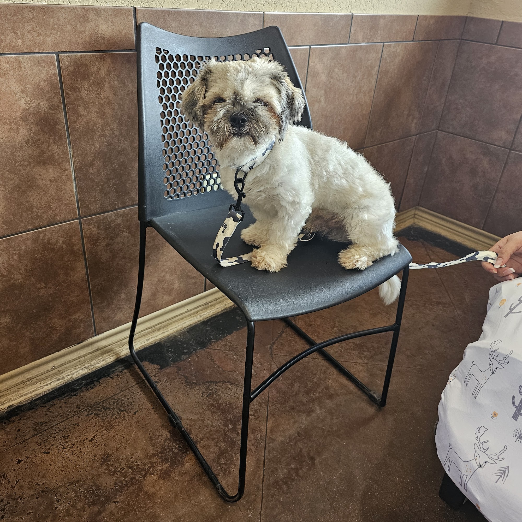 Animal Care Clinic Corsicana