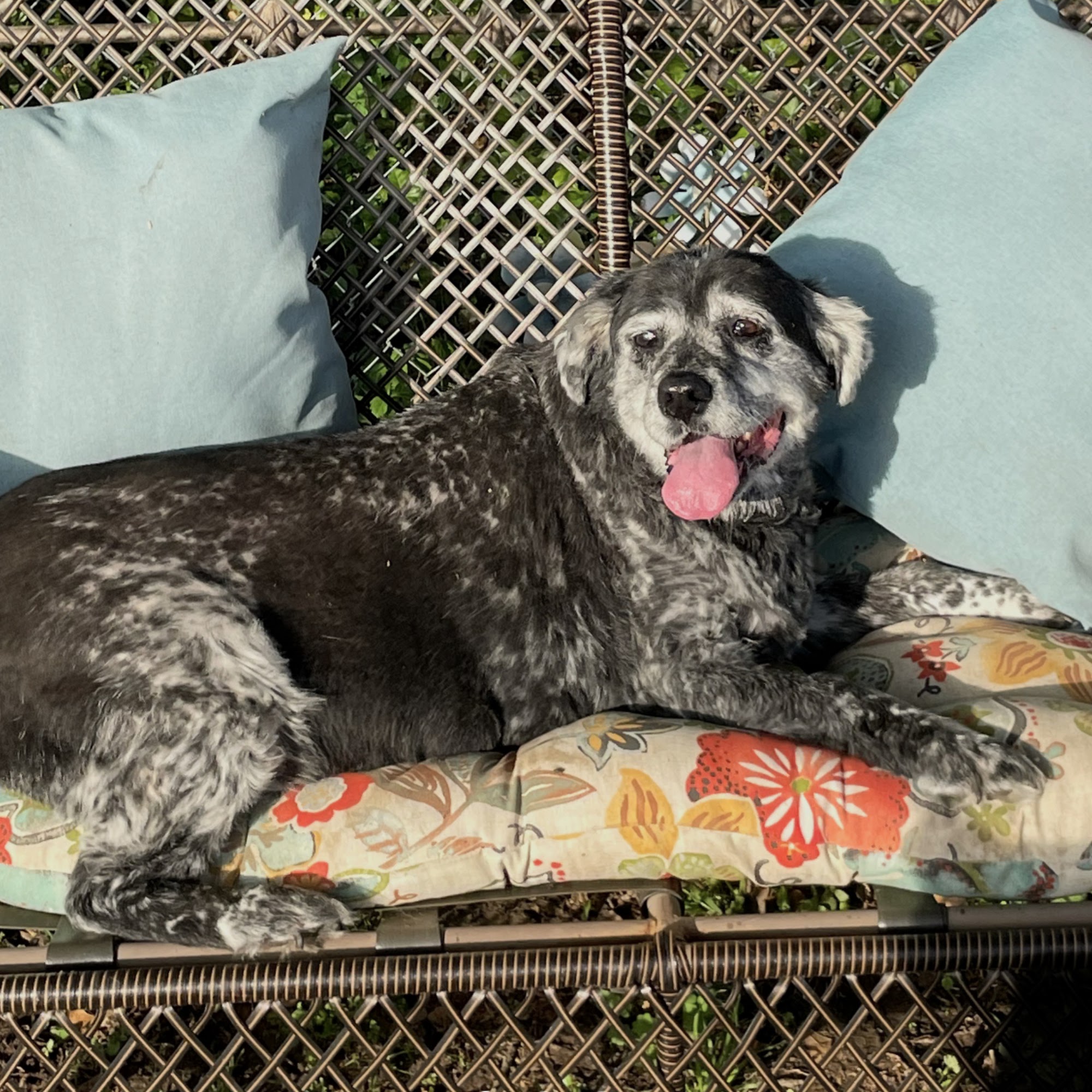 Rogers Animal Hospital Corsicana