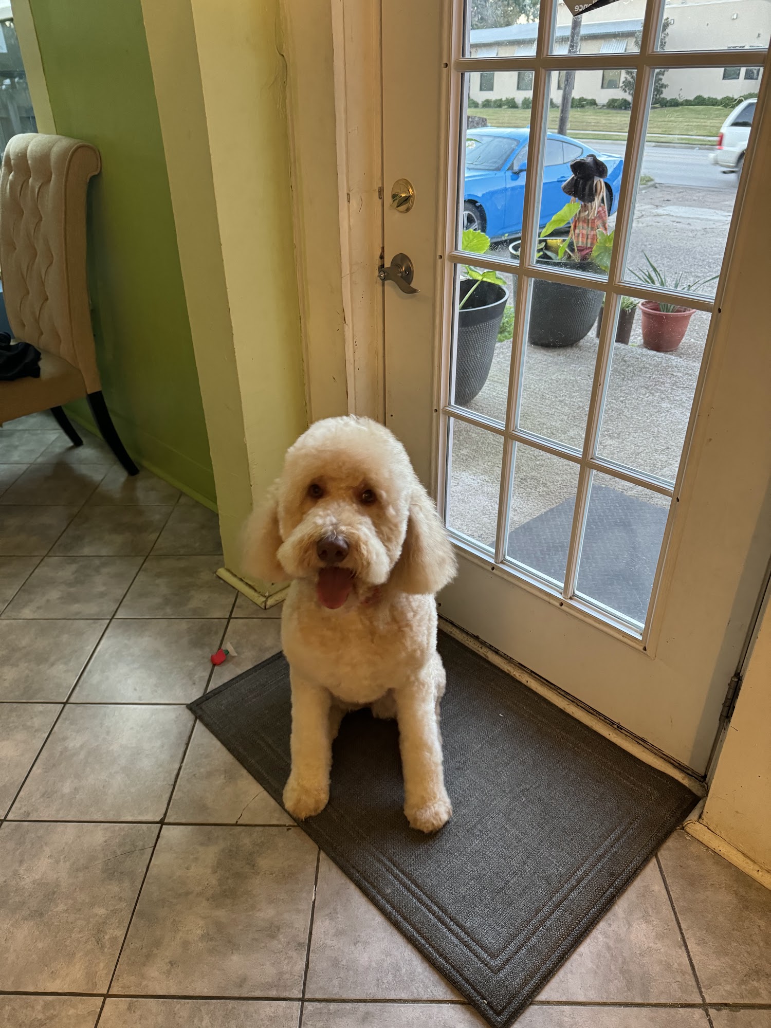 Shadows Grooming Corsicana