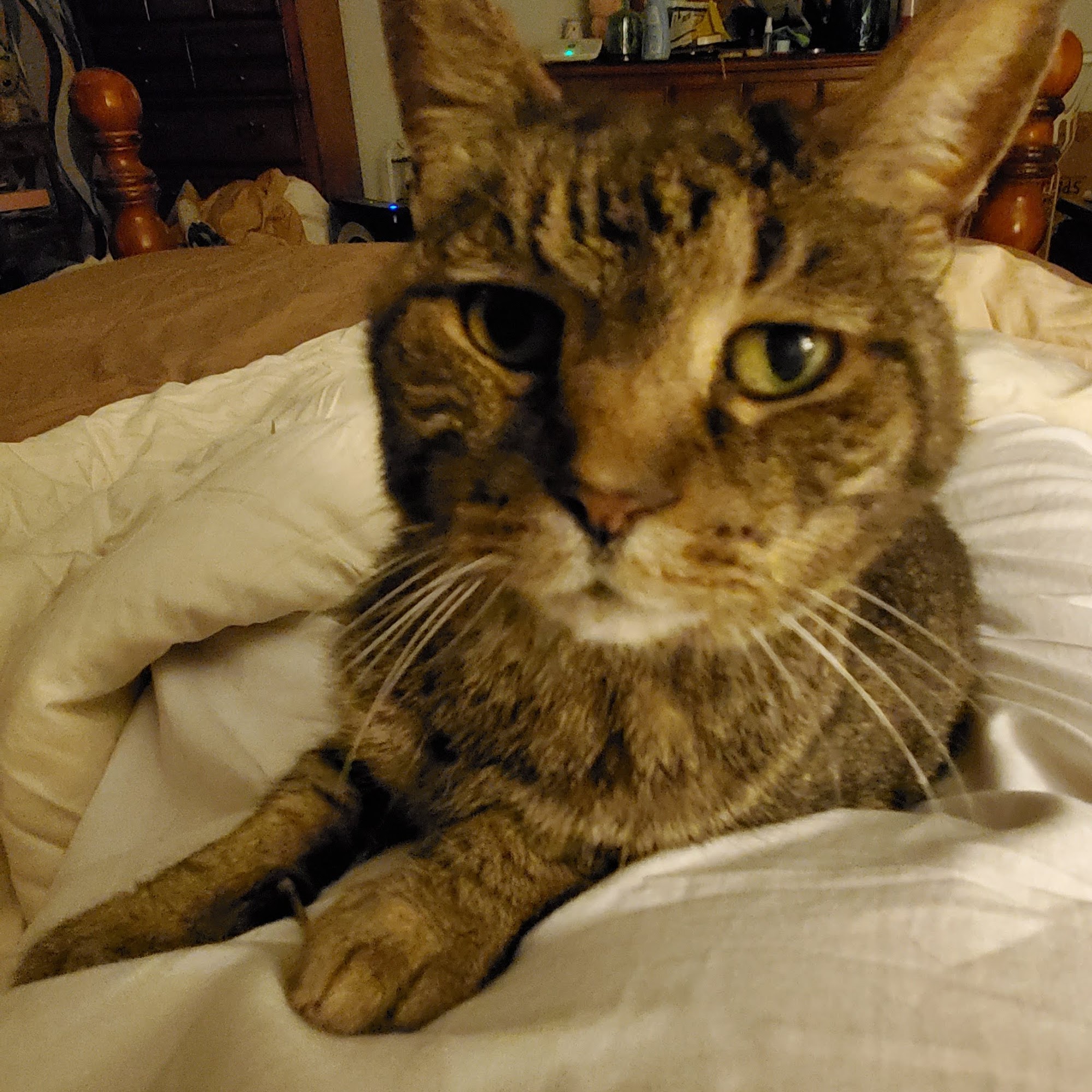 Crandall Animal Hospital Crandall