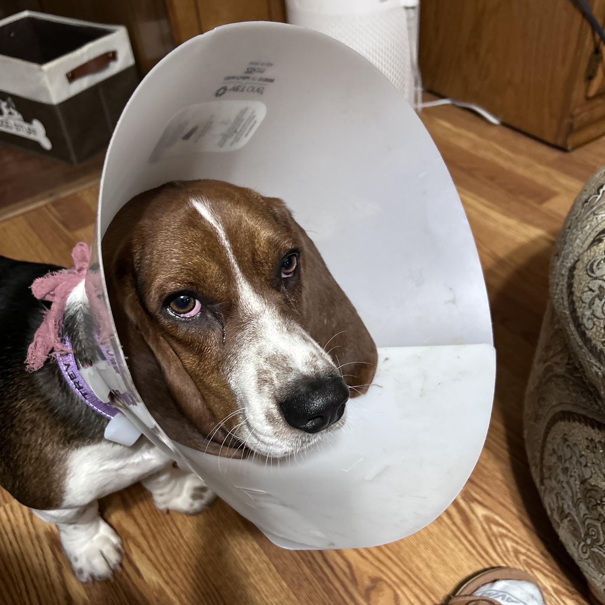 Spay Neuter Network Crandall