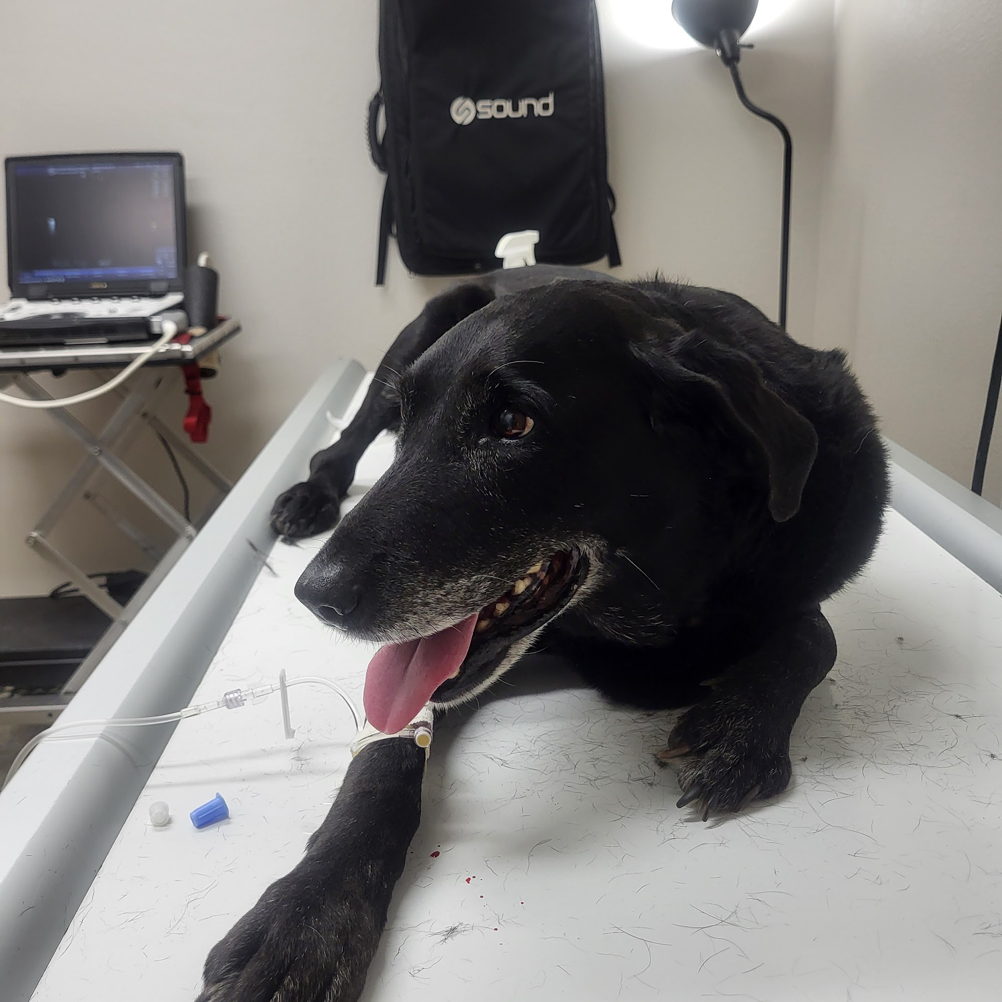 Crockett Veterinary Hospital Crockett