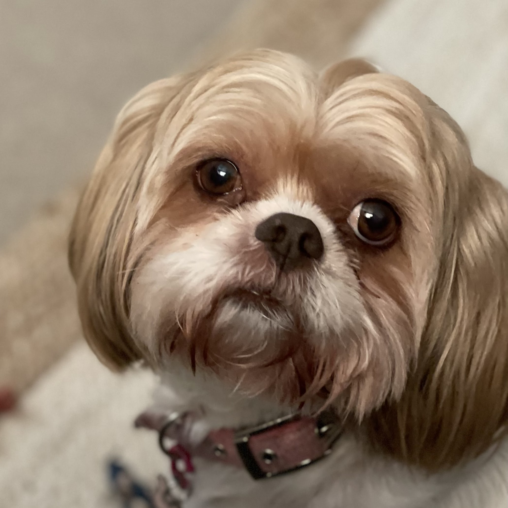 Crosby Veterinary Clinic Crosby