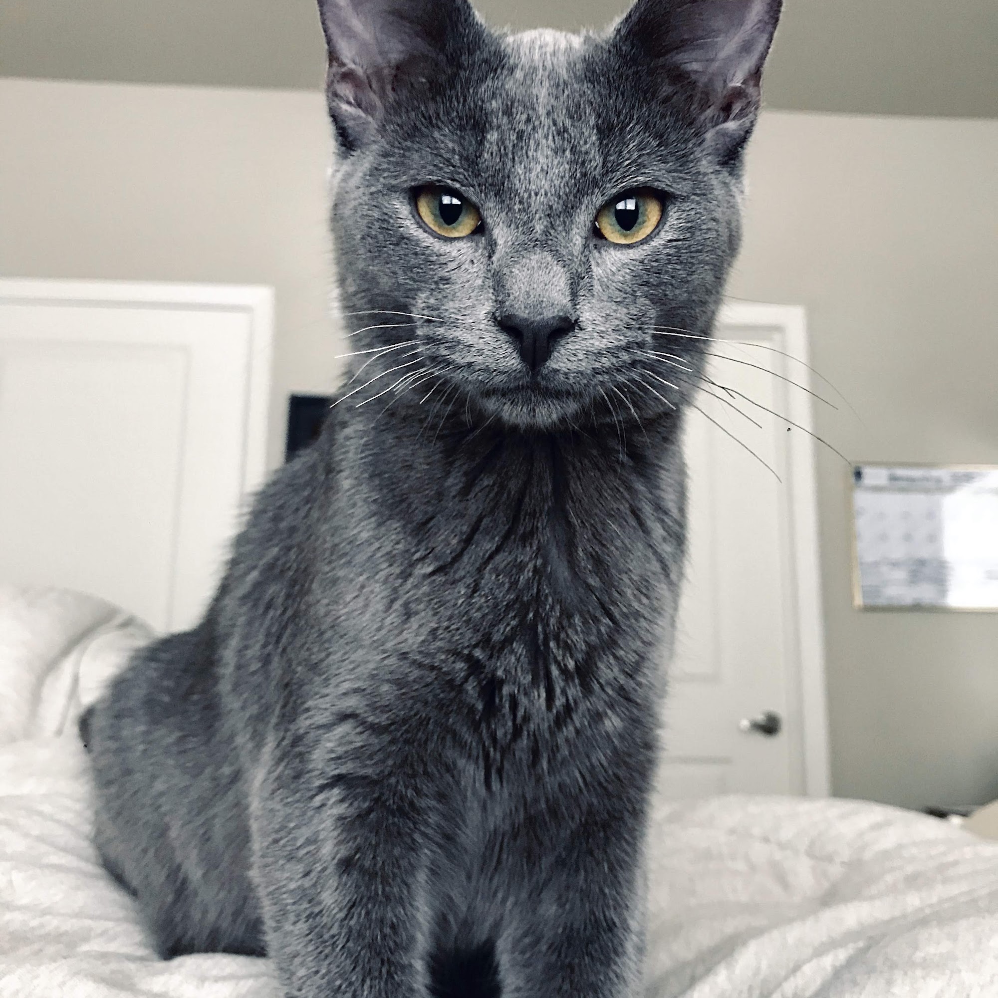 Crowley Road Animal Hospital Crowley