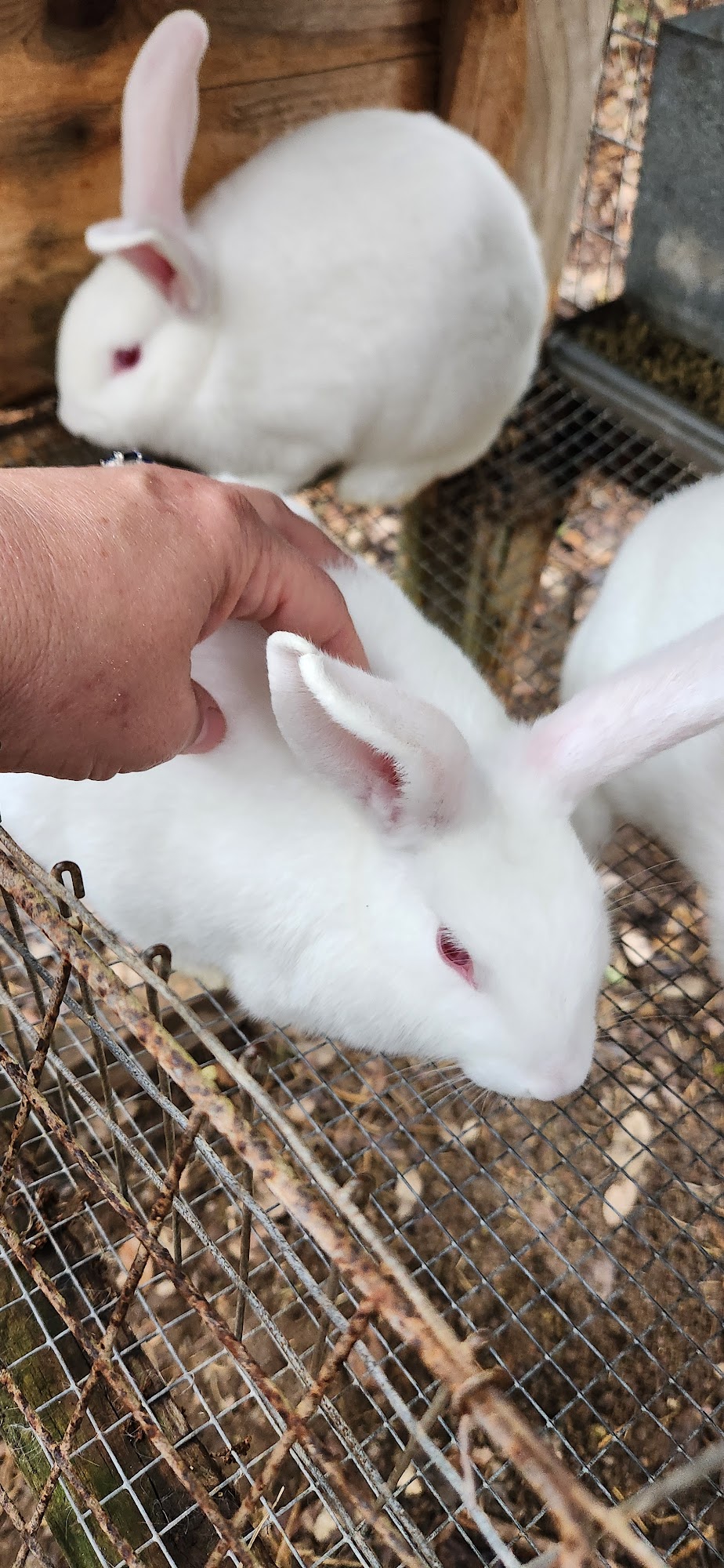 Fabulous Farm and Ranch Cuero