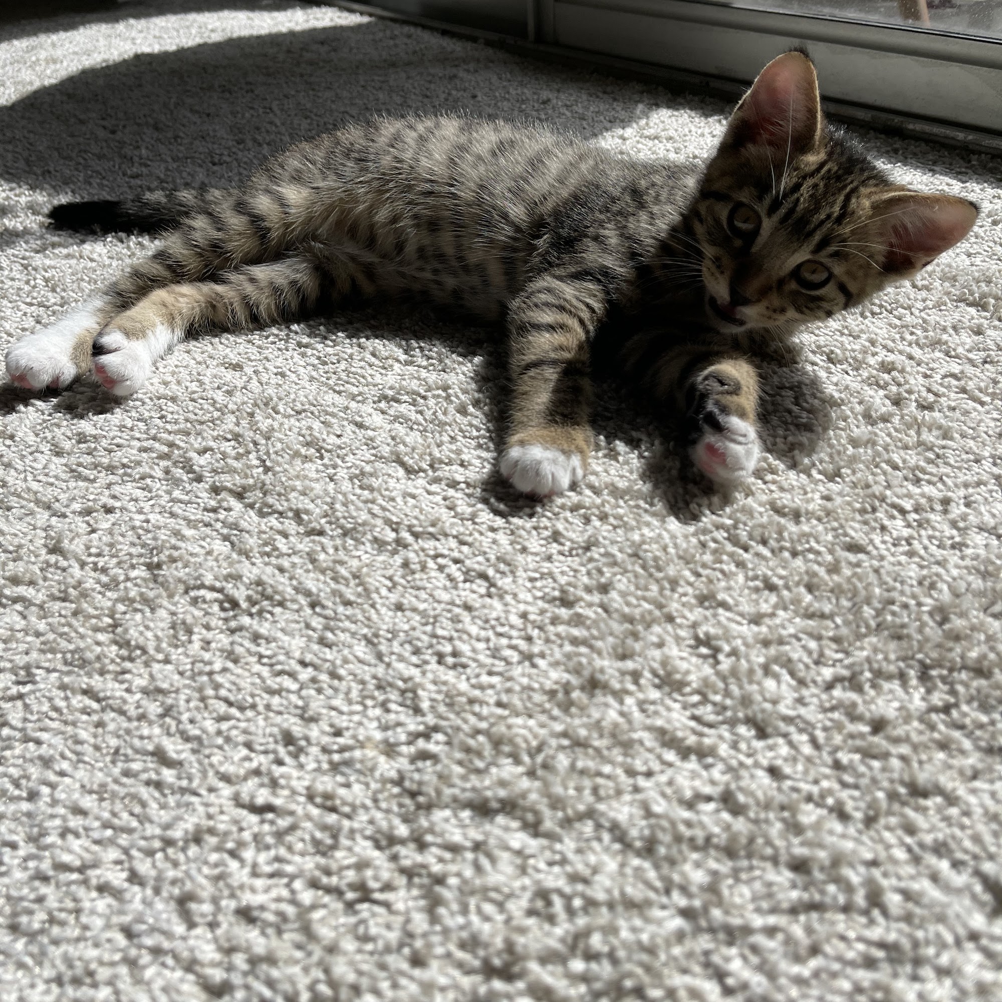 Barker Cypress Animal Clinic Cypress