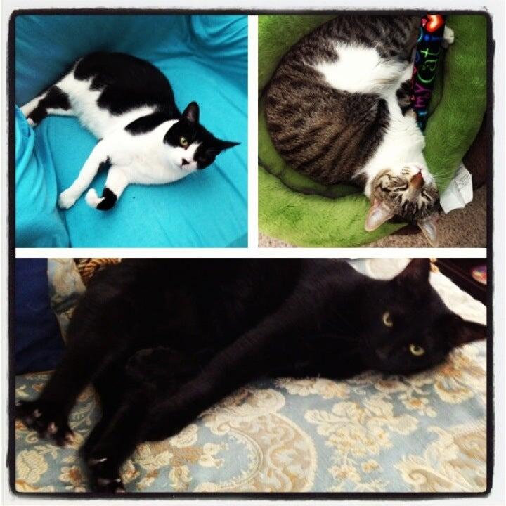 Longwood Animal Hospital and Pet Resort Cypress