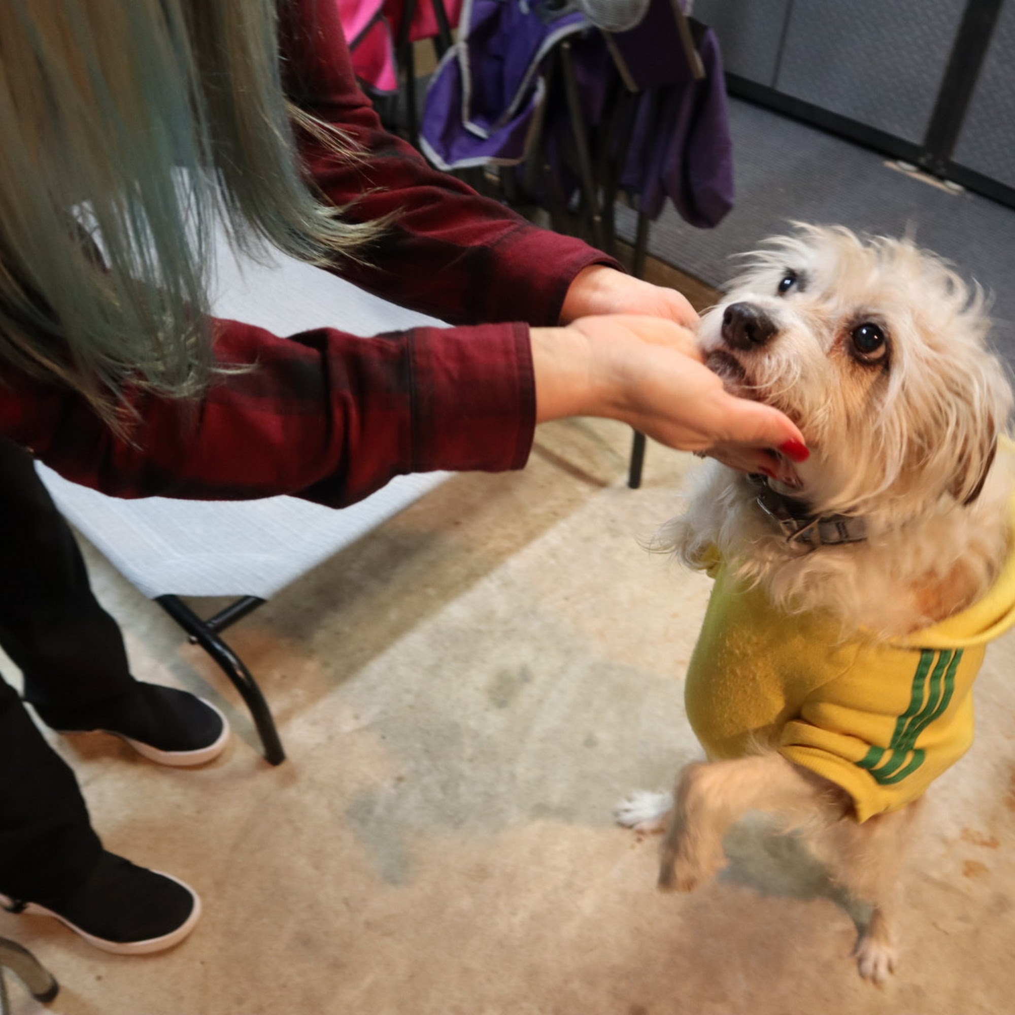 Cy-Fair Animal Hospital Cypress