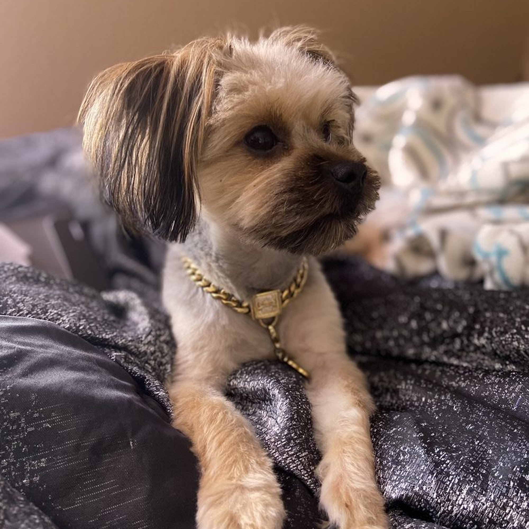 HAPPY TAILS N' PAWS Cypress