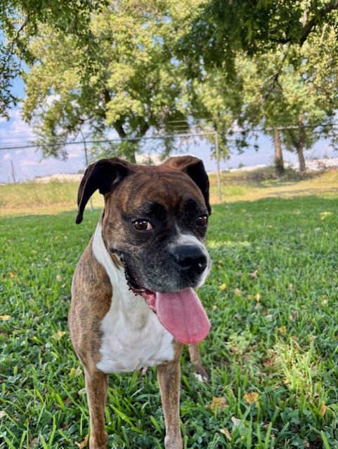 Rosehill Pet Resort Cypress