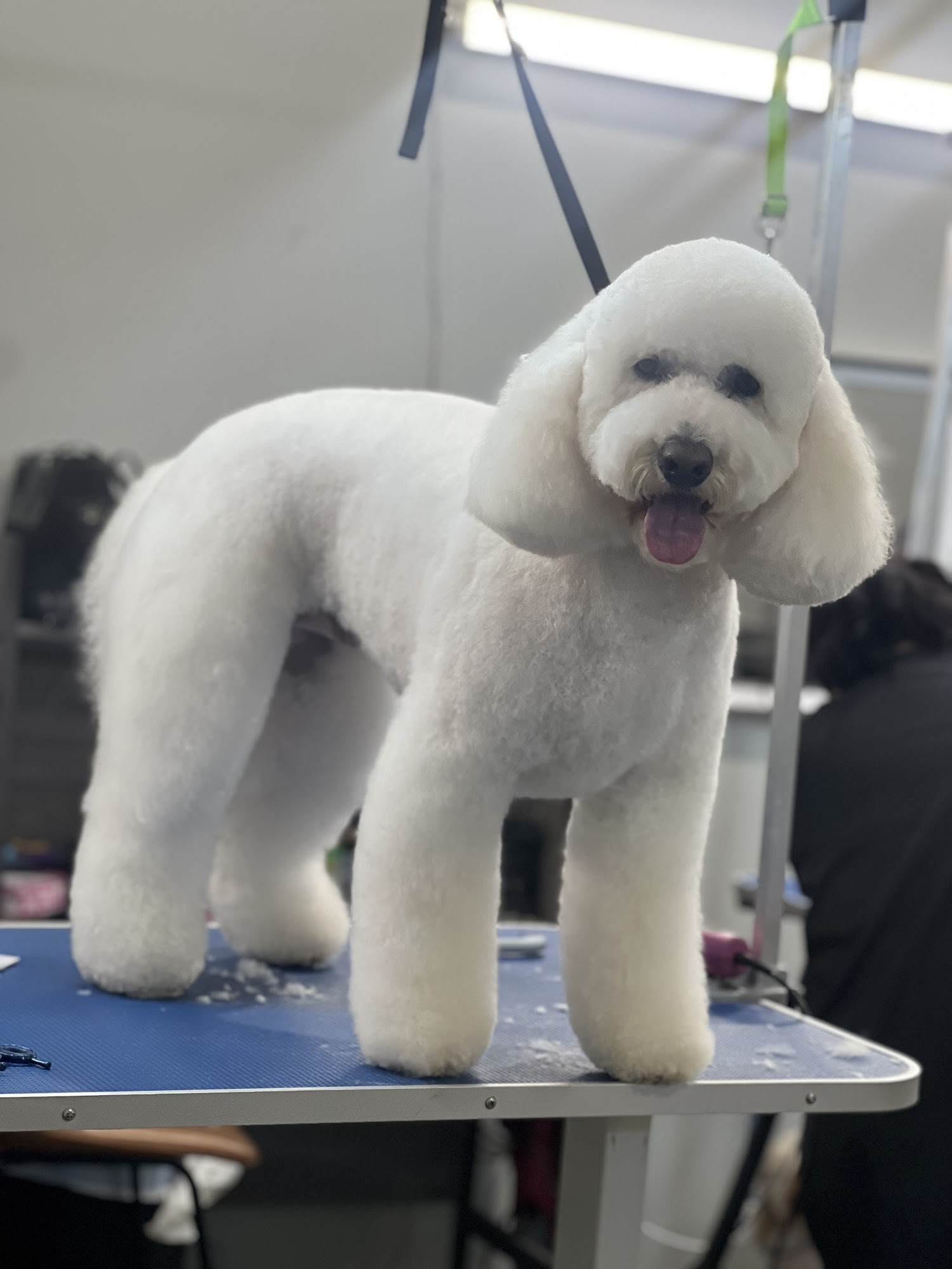 Dapper Dogs Premier Grooming Salon Cypress
