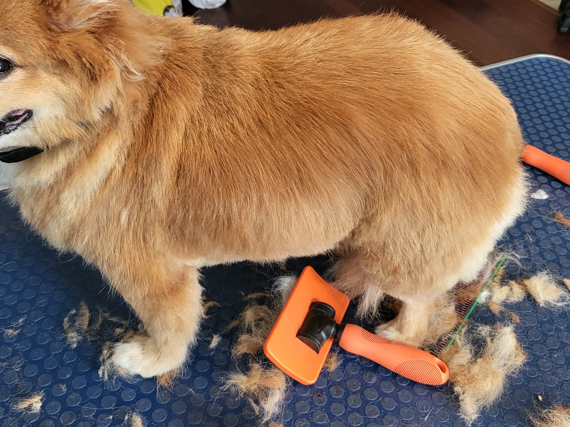 Pampered Little Paws Cypress