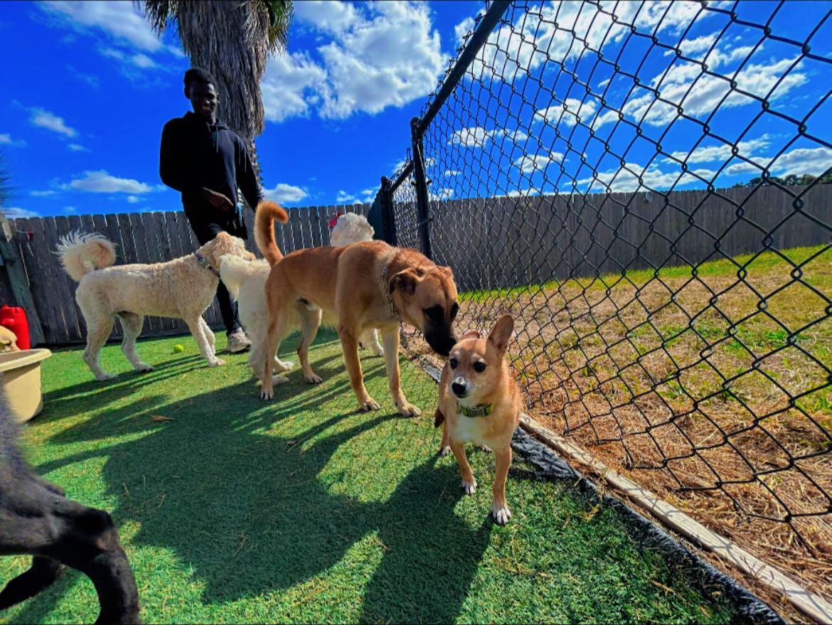 Urban Mutt Retreat Cypress