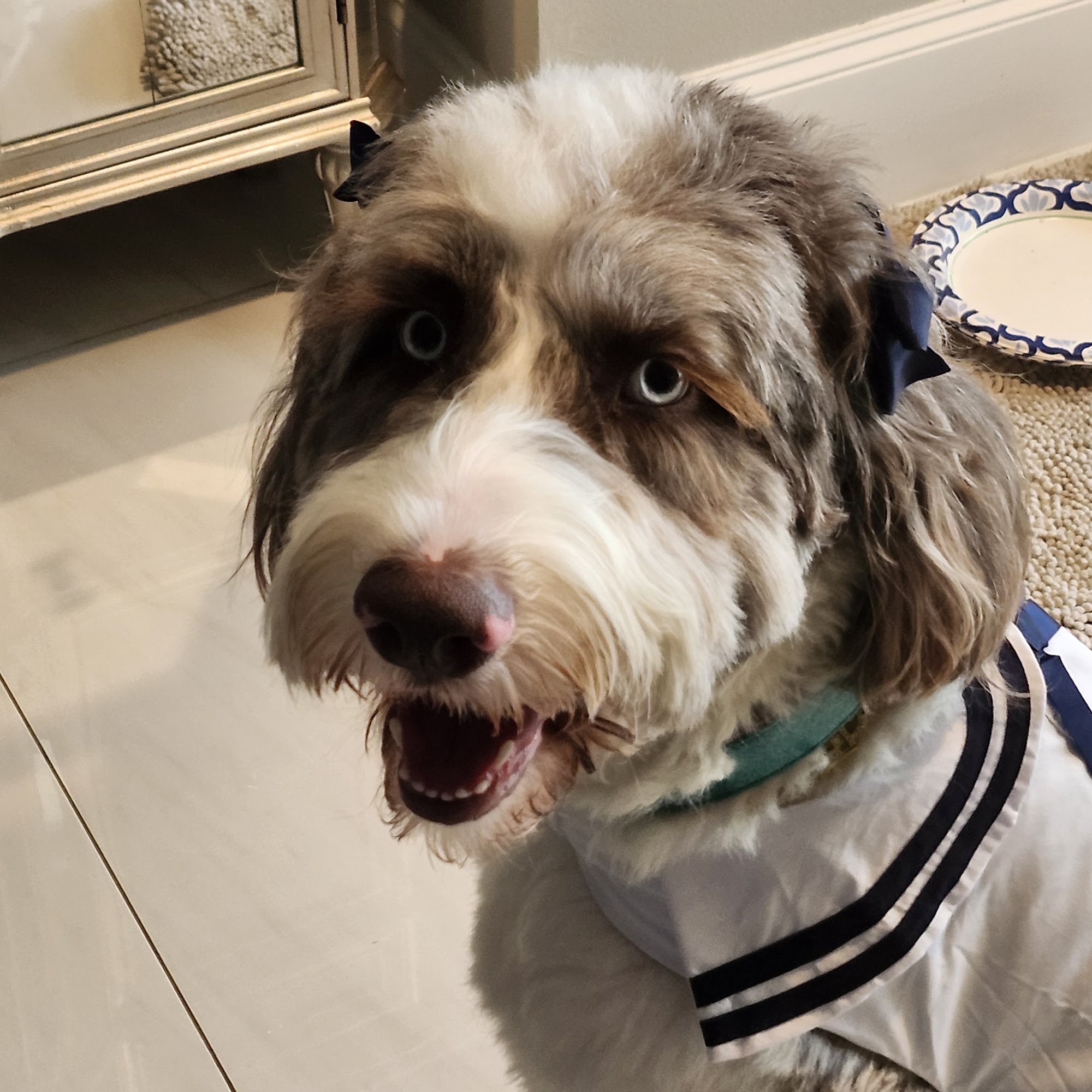 Scenthound Cypress Coles Crossing Cypress