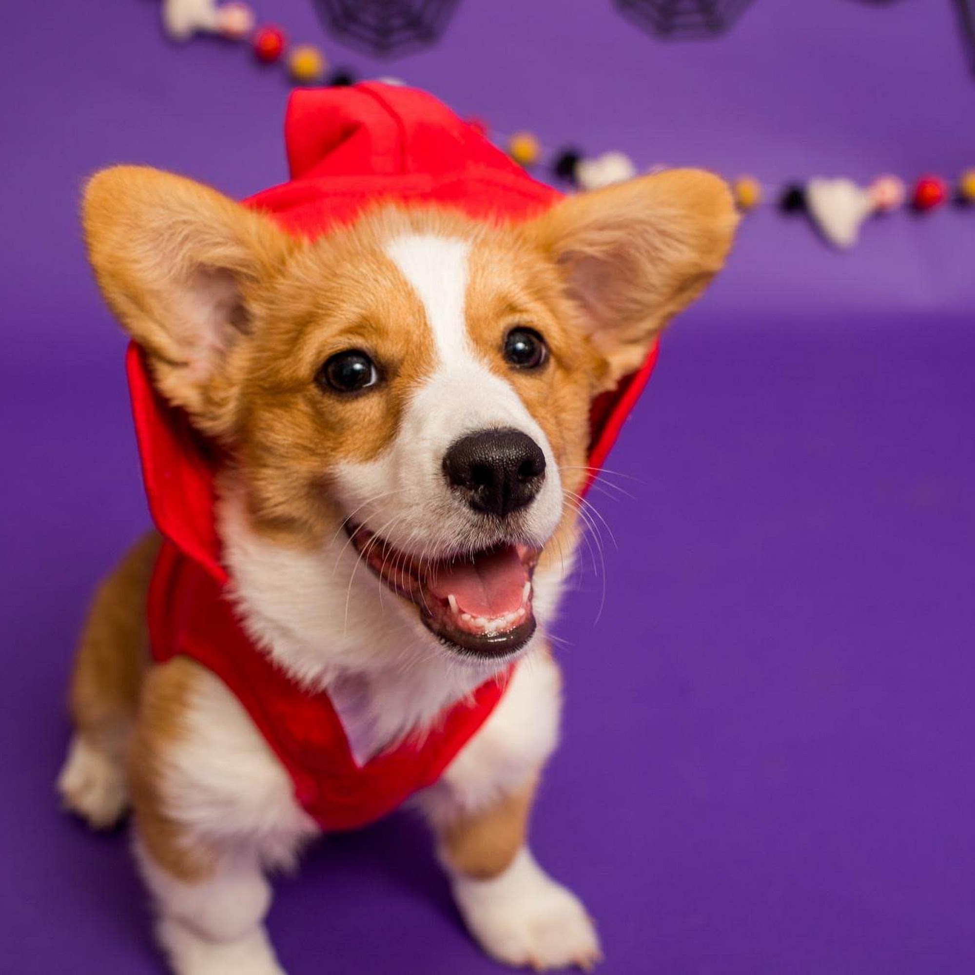 Lakeside Veterinary Care Cypress