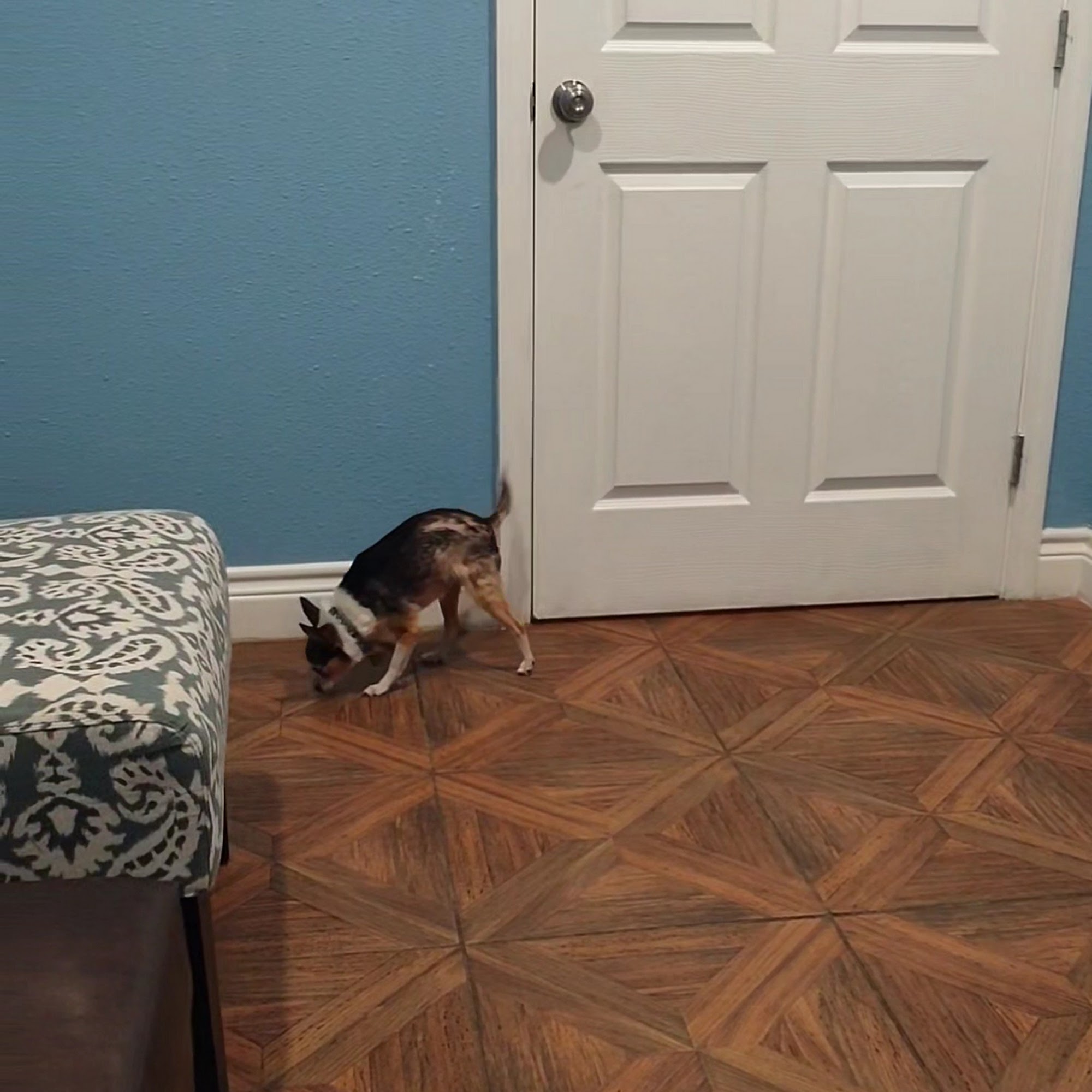 The Oaks Veterinary Clinic Cypress