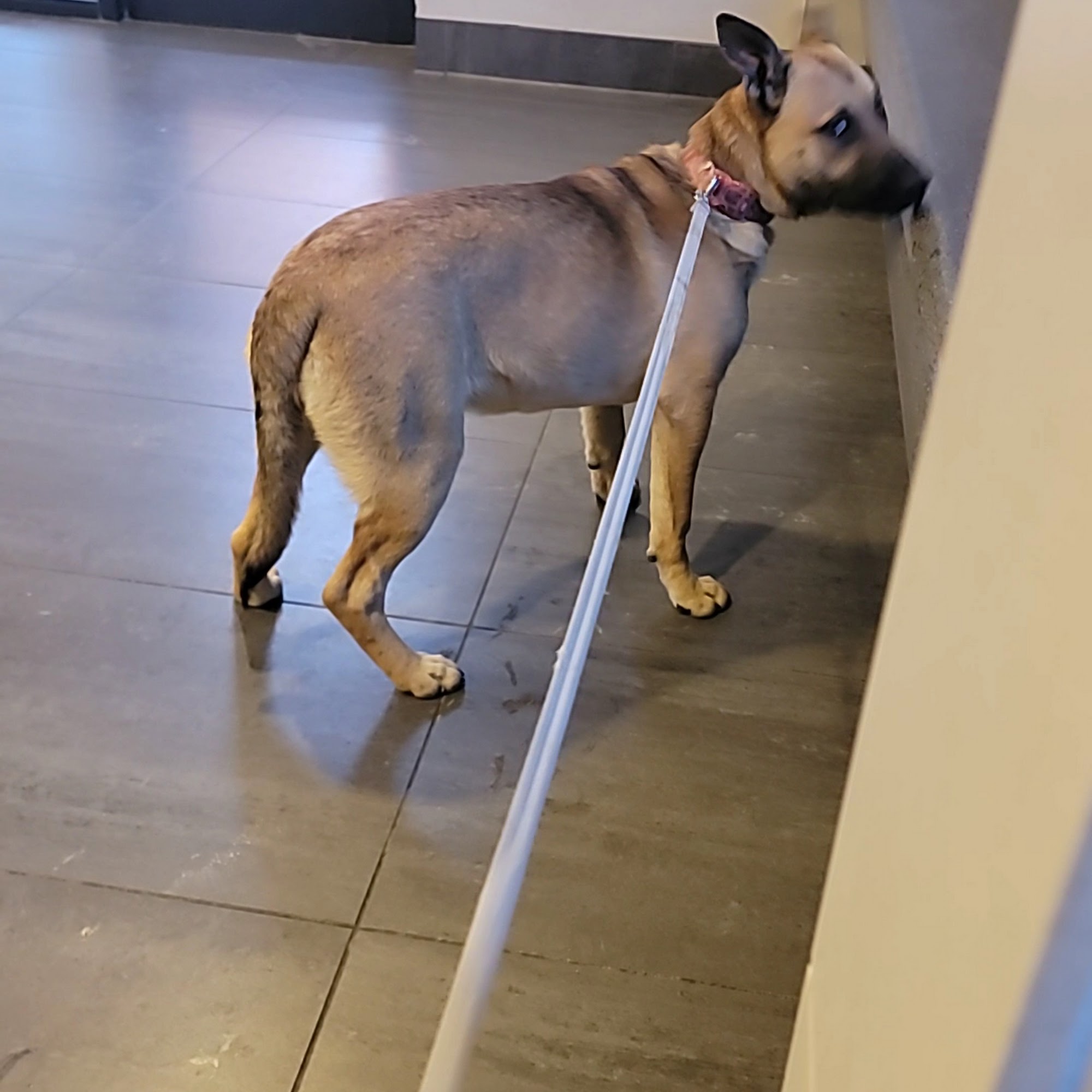 SPCA of Texas' Myron K. Martin Spay/Neuter & Wellness Clinic Dallas