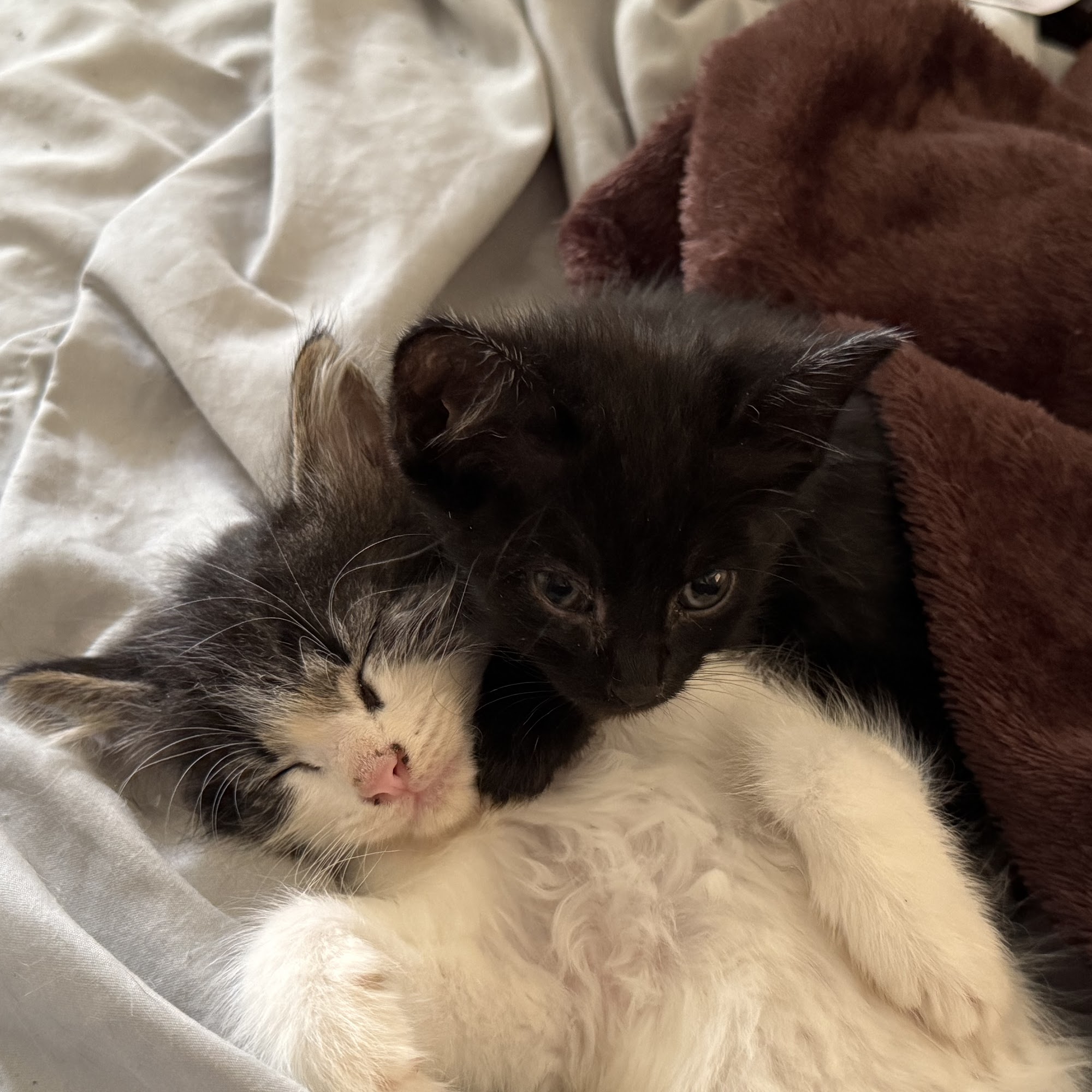 Holt Veterinary Clinic Dallas