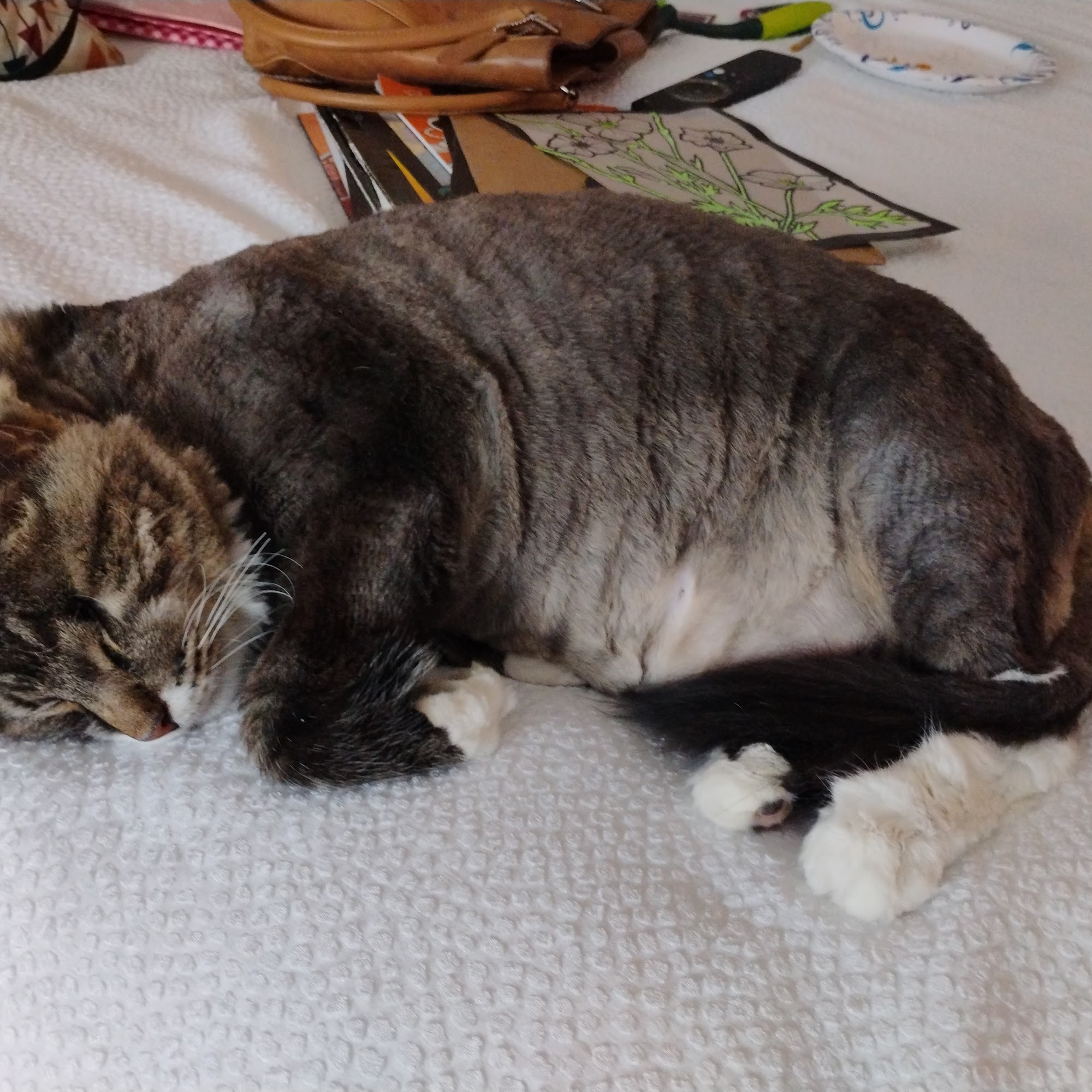 Casa Linda Animal Clinic Dallas