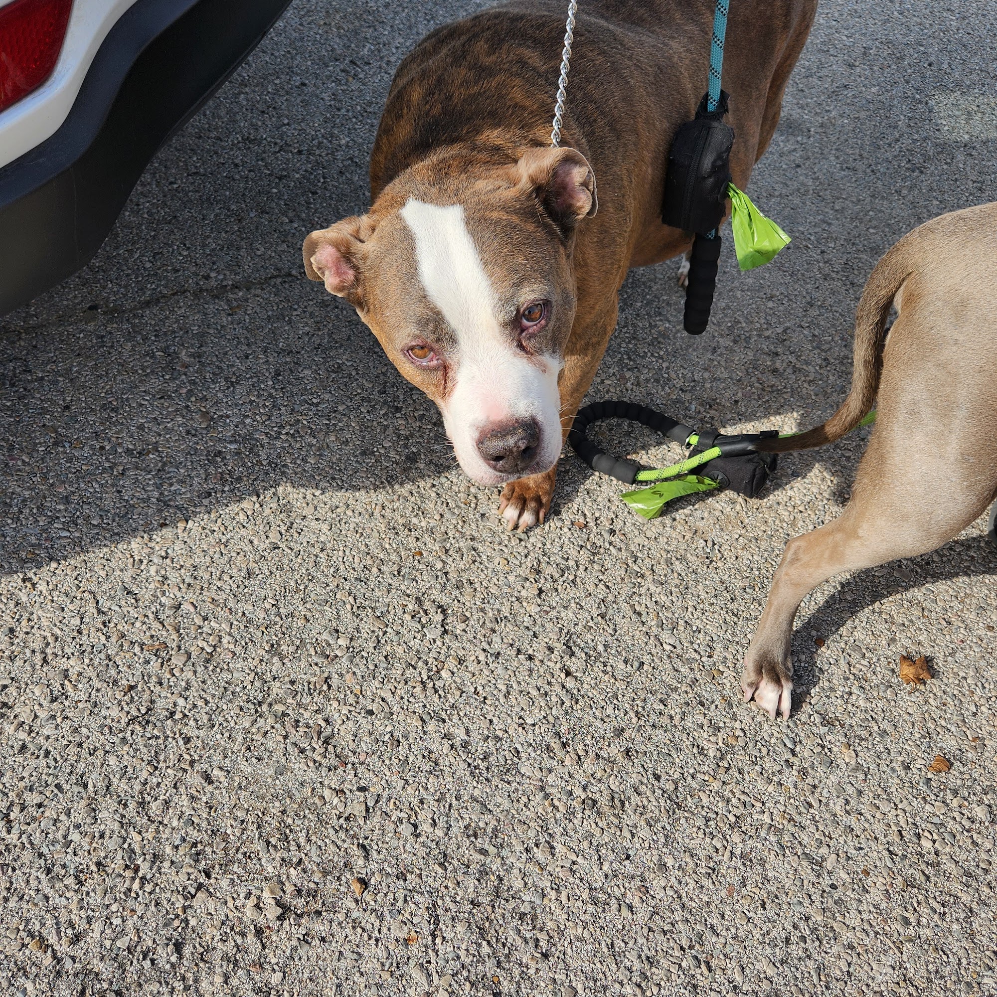 Mission Vet Clinic Dallas