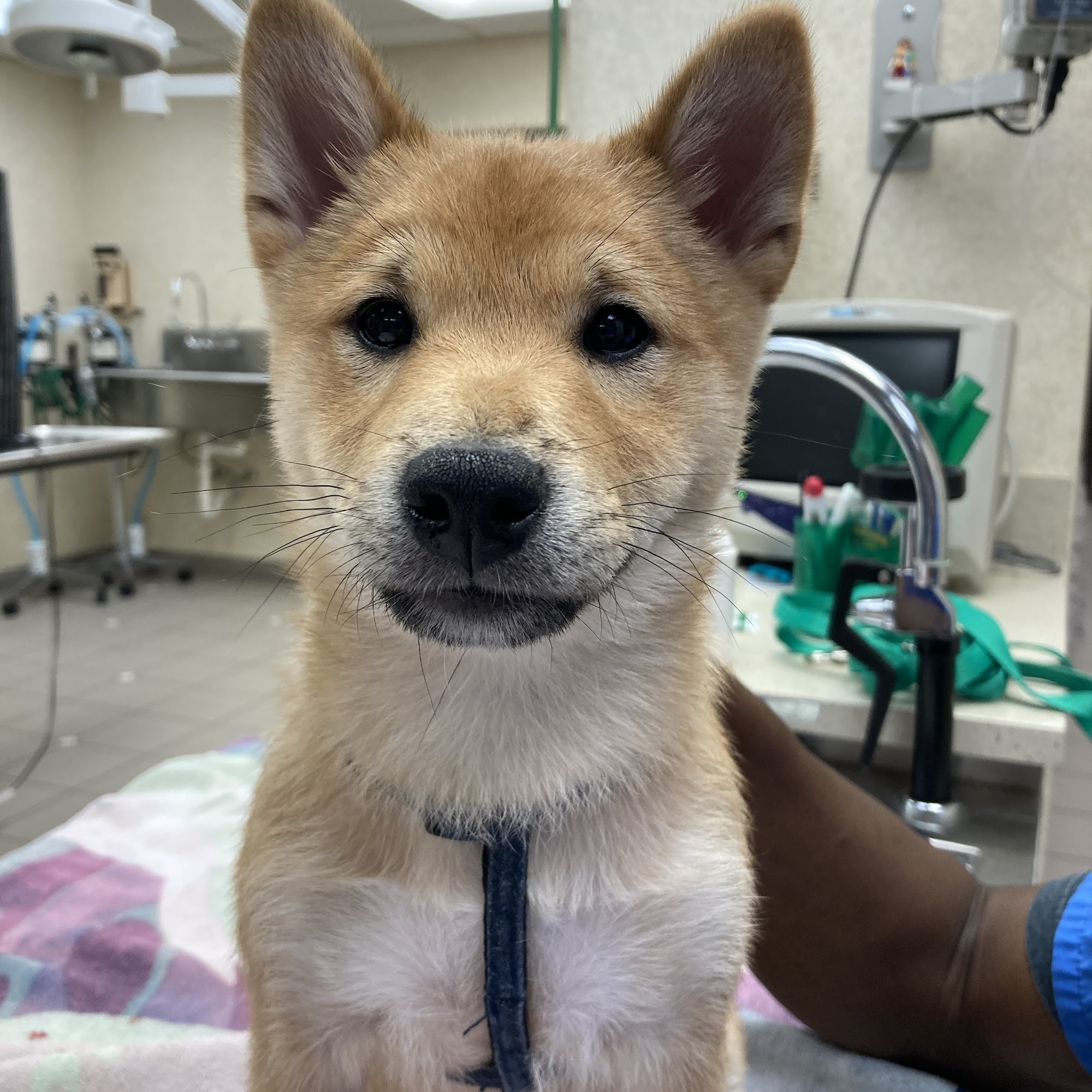 Campbell Village Veterinary Clinic Dallas