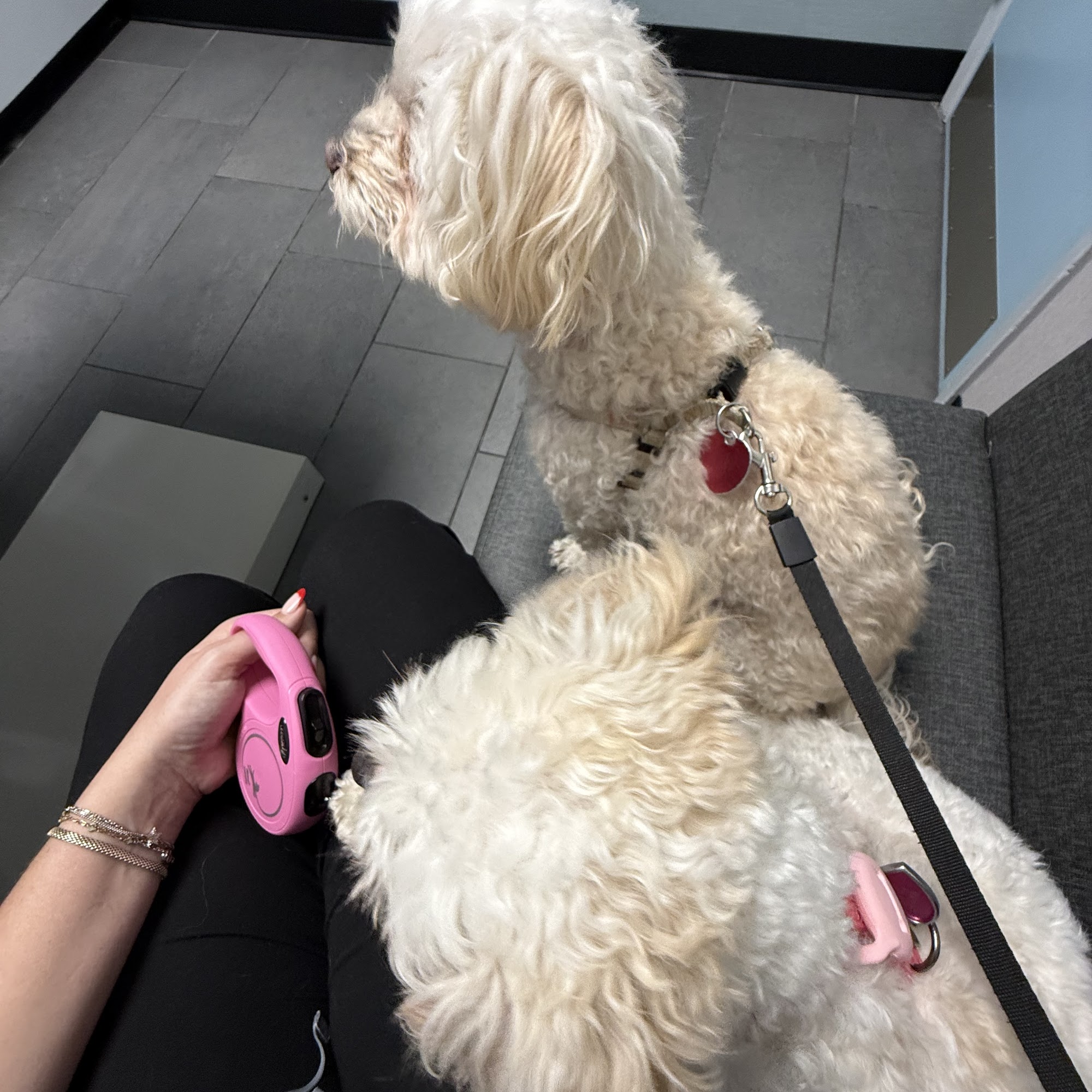 Northwood Veterinary Clinic Dallas