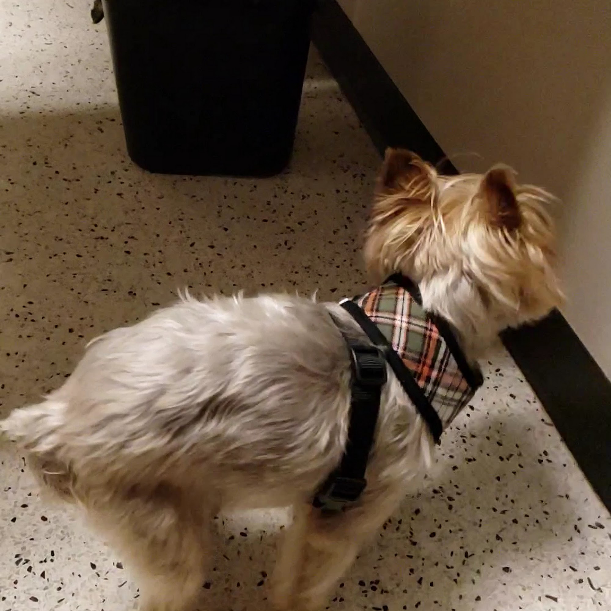 Dallas Veterinary Surgical Center (DVSC) - North Dallas Dallas