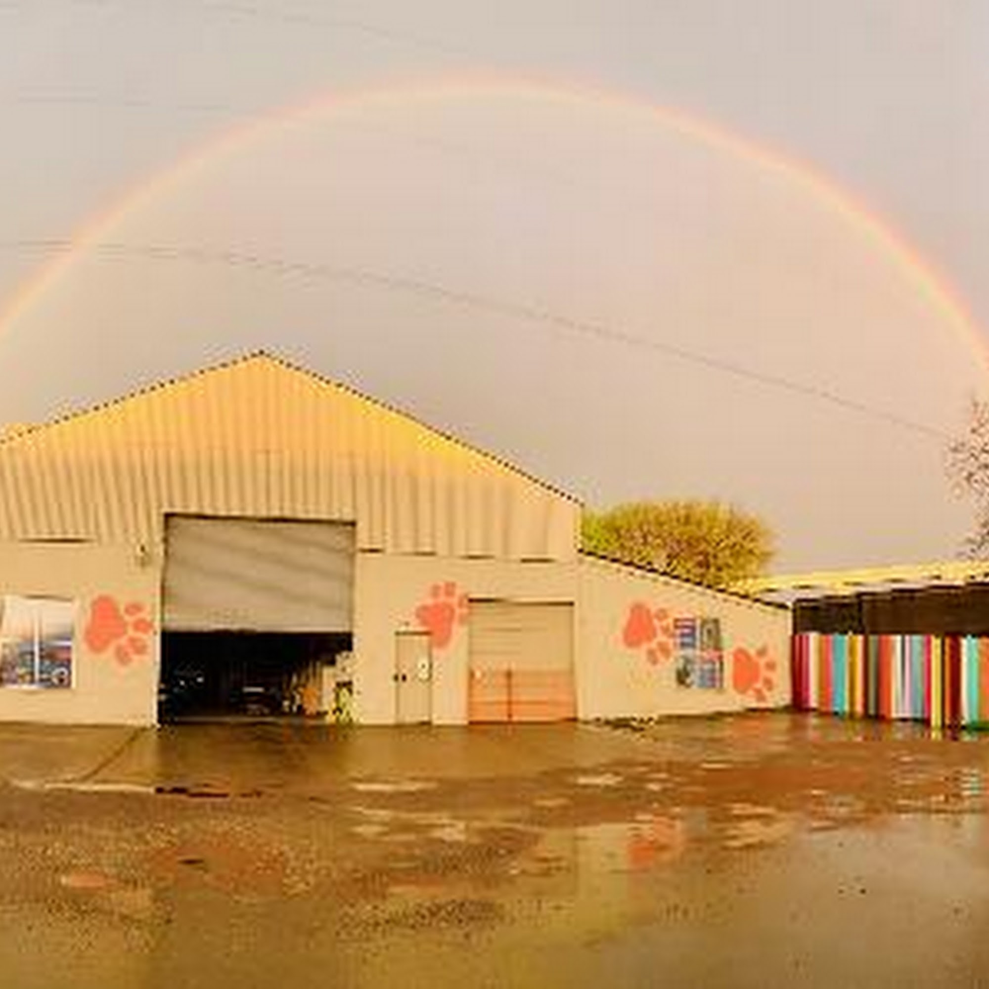 Smart Dog Dallas Dallas