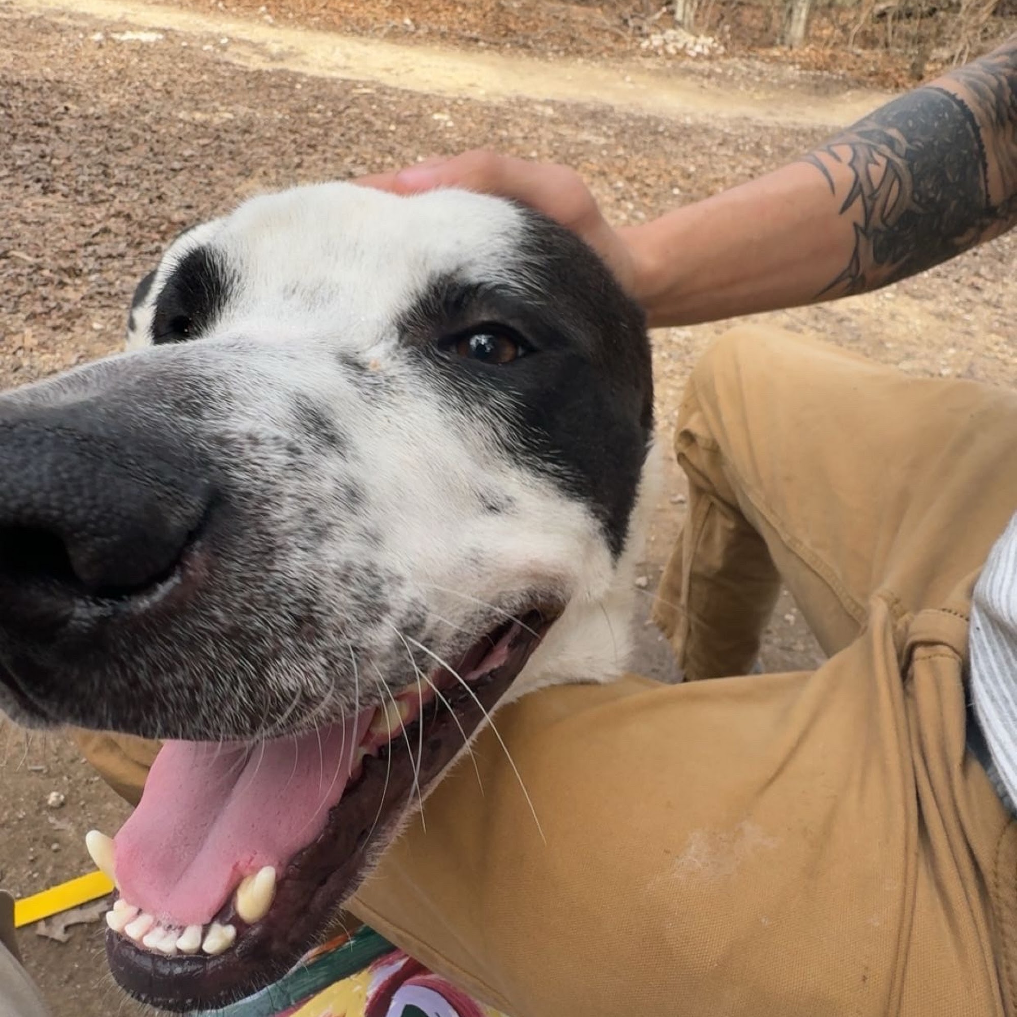 Dallas Animal Services Dallas