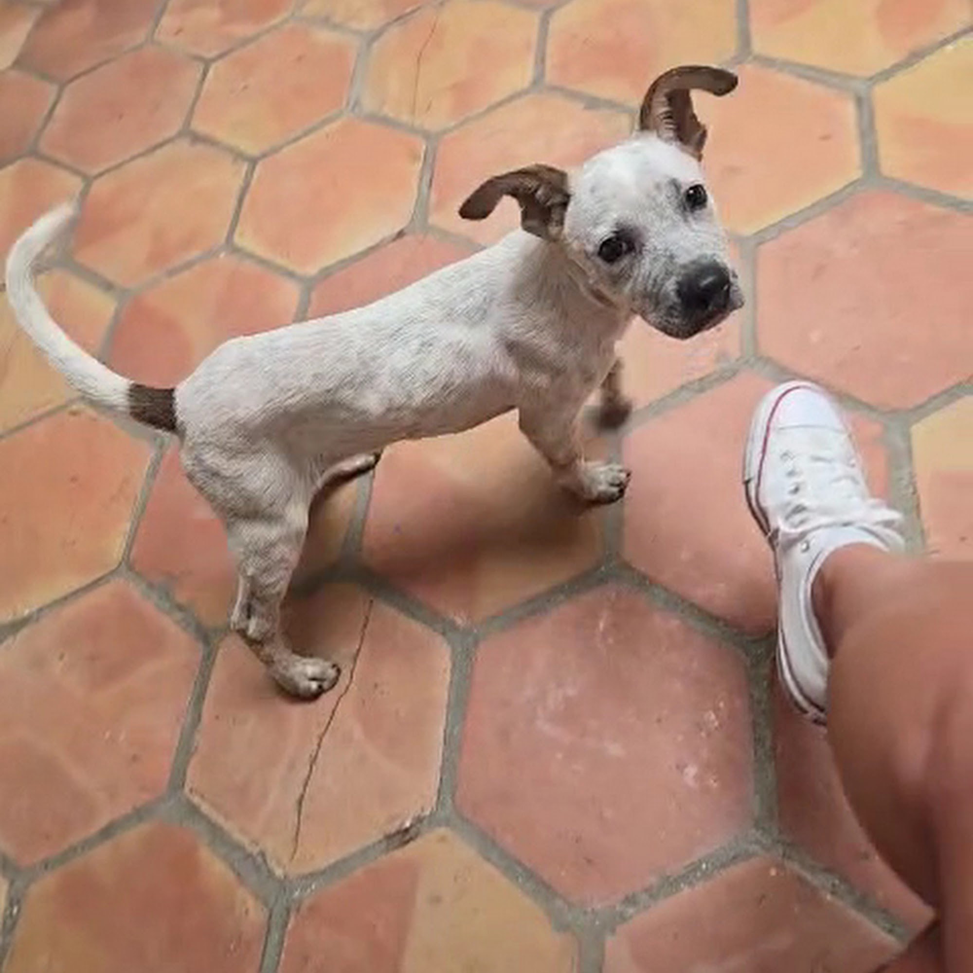 Humane Society of Dallas, aka Dog n Kitty City Dallas