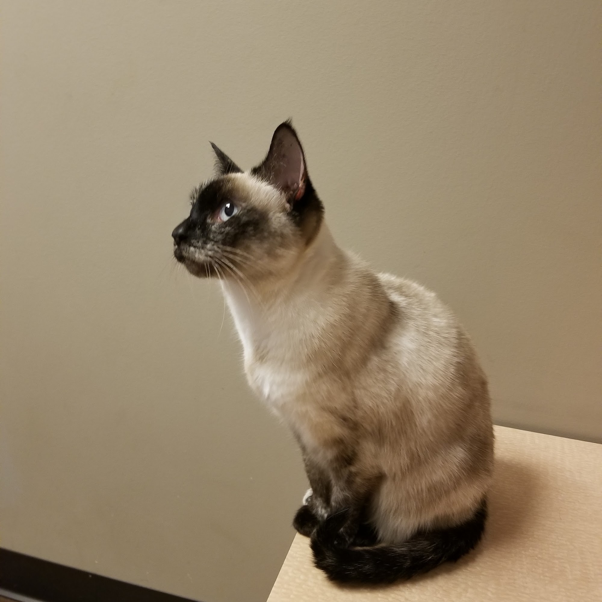 CityVet - White Rock Dallas