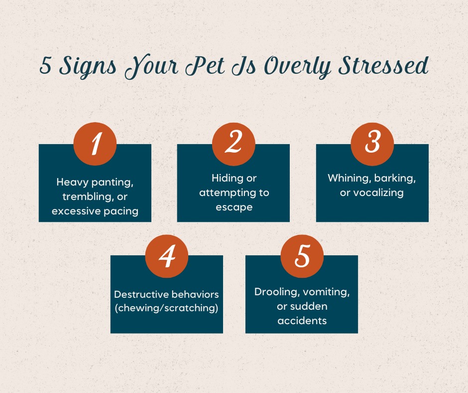 CityVet - Preston Hollow Dallas