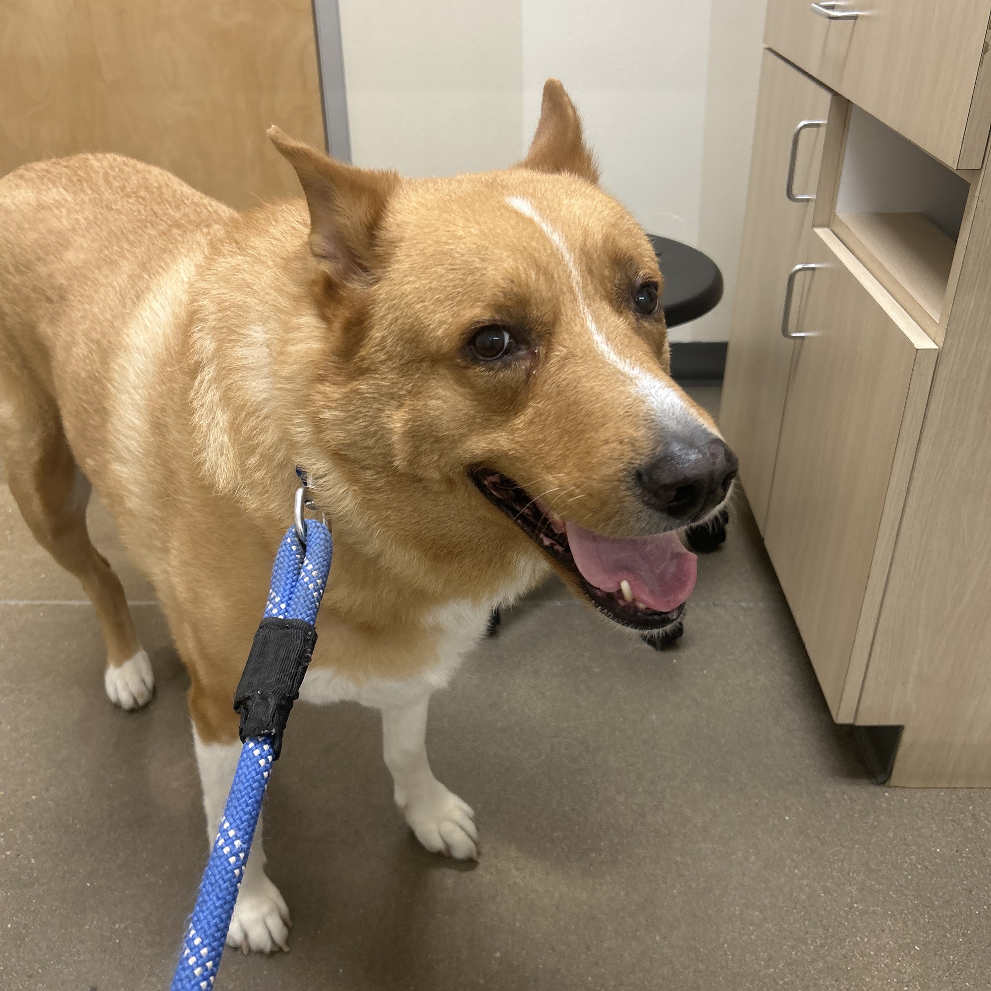 Vetco Total Care Animal Hospital Dallas