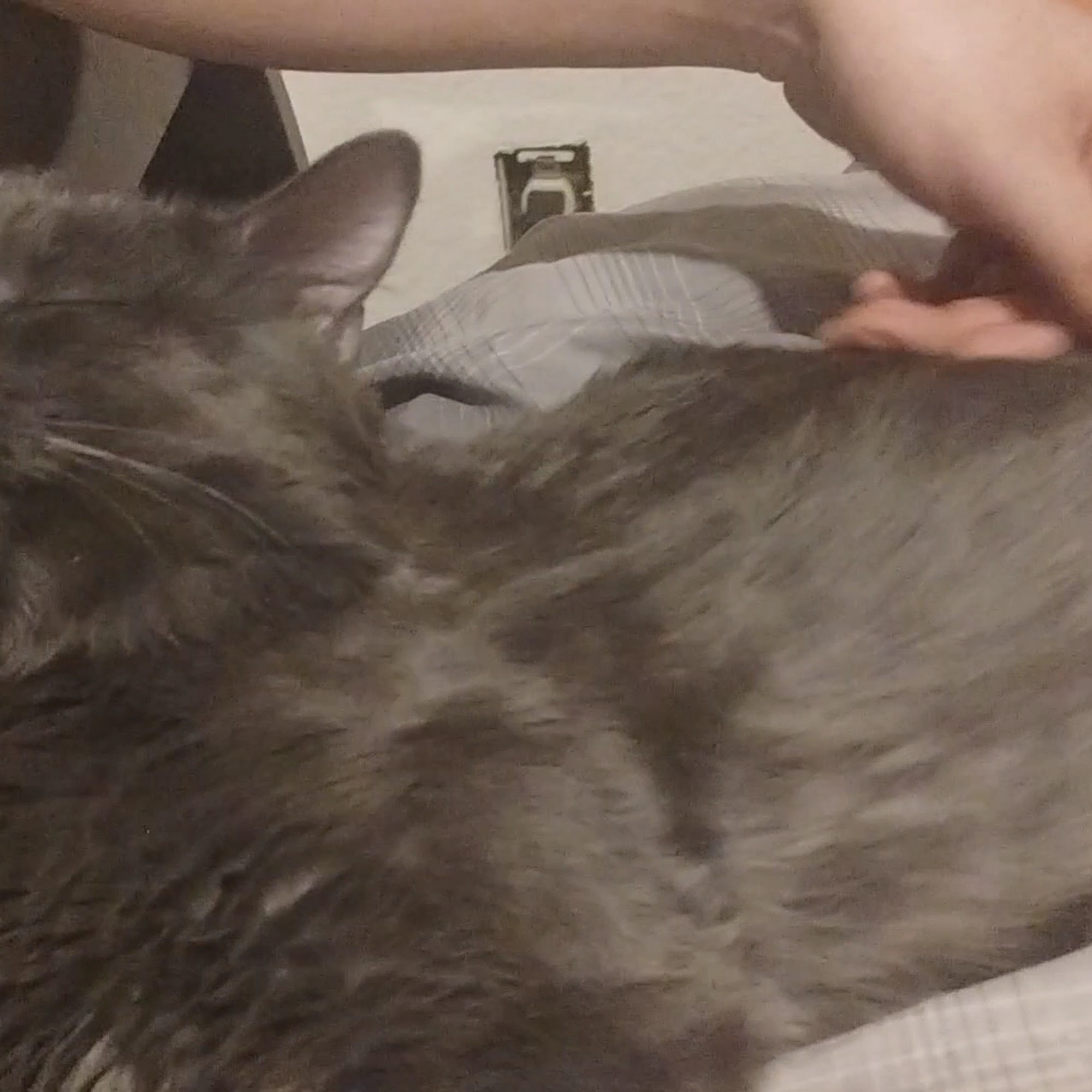 Trail Pet Hospital Dallas