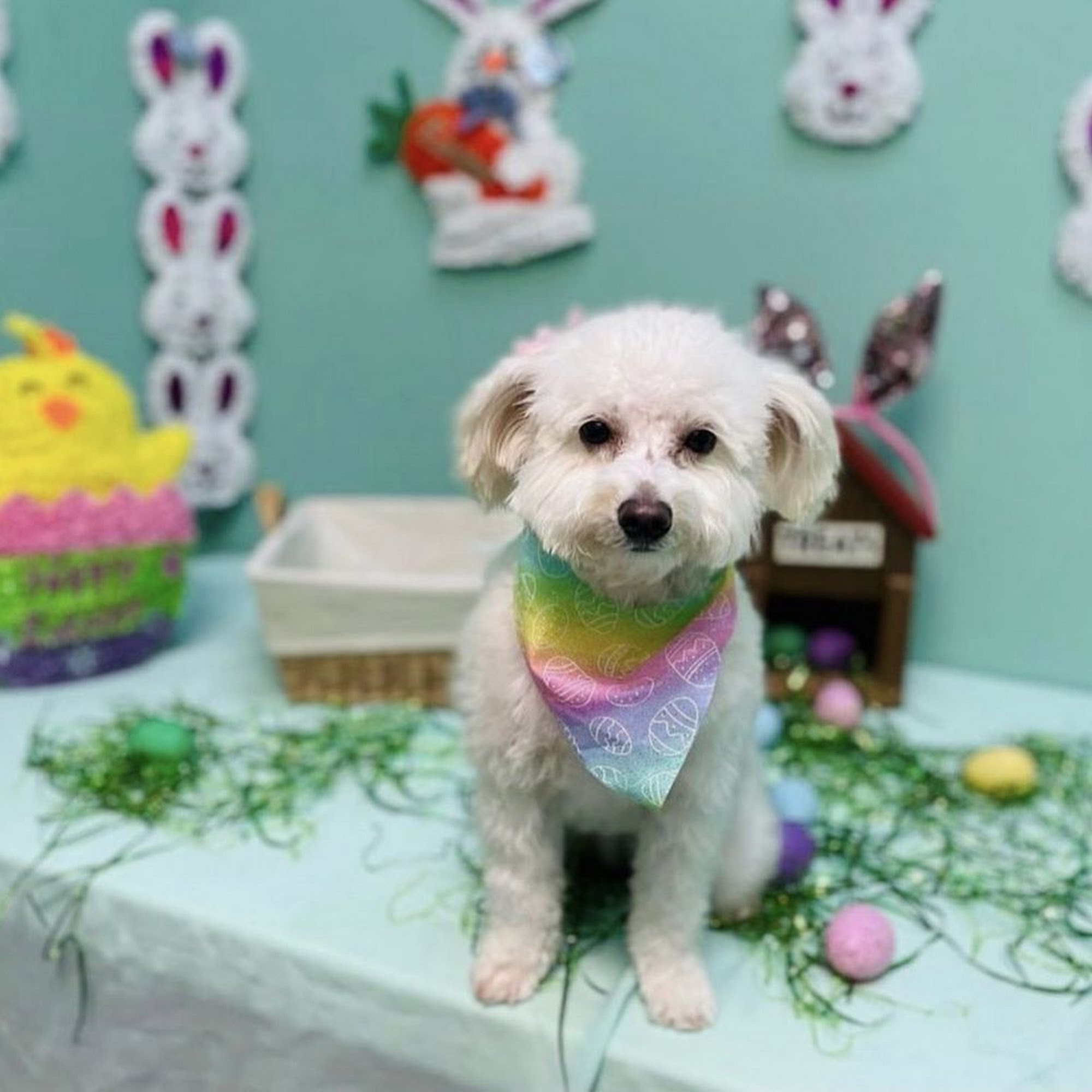 Sadie's Grooming Dallas