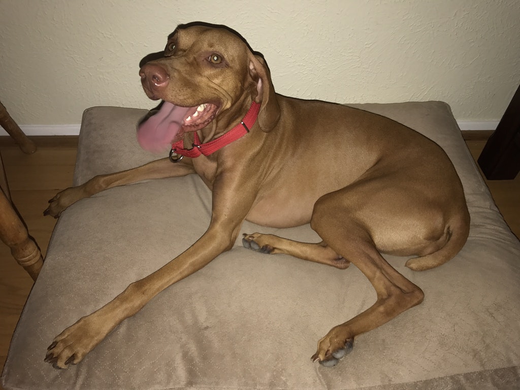 Dog Bone Pet Sitting and Dog Walking Dallas