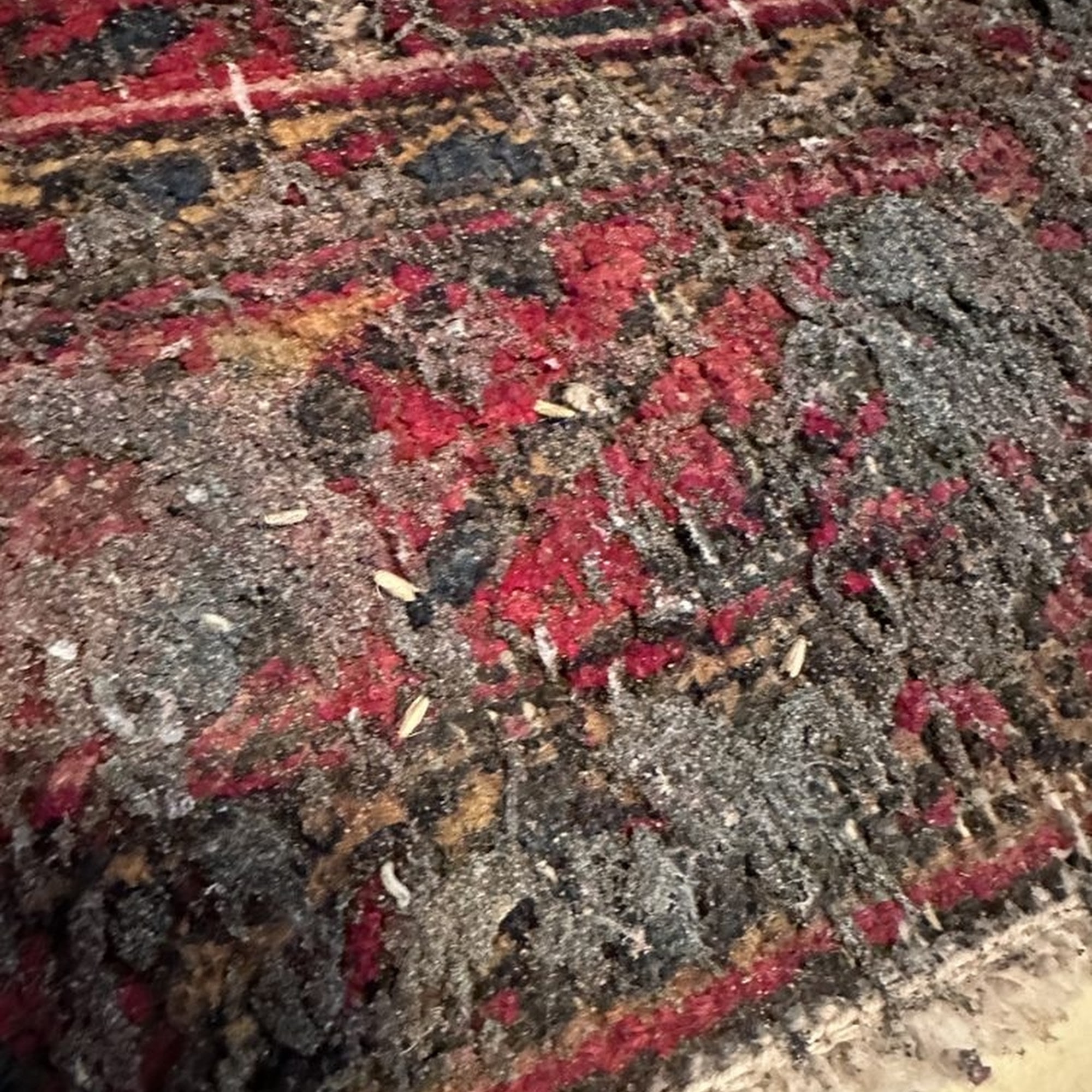 Tip Top Pest Control Dallas