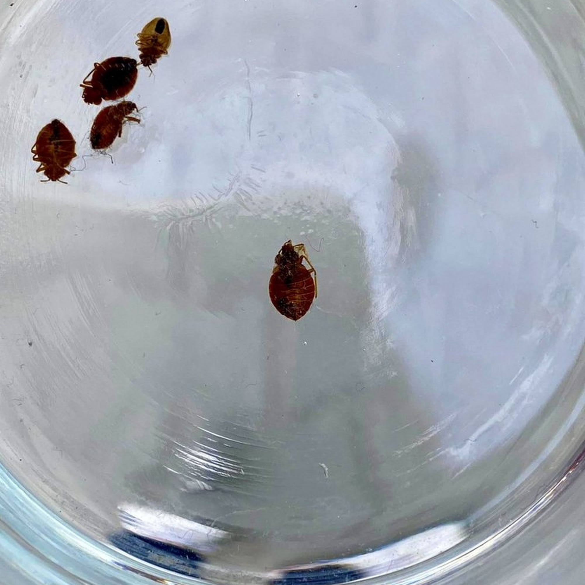 Tip Top Pest Control Dallas